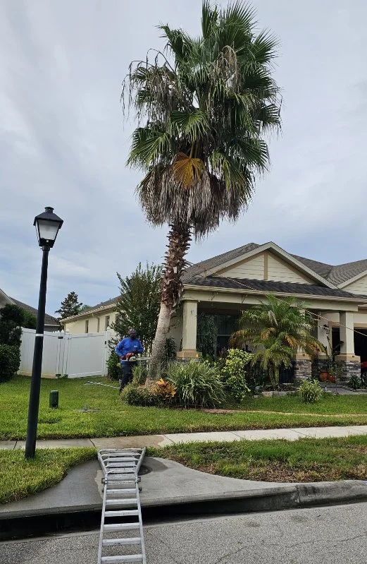 Landscaper trimming a tall palm tree in front of a suburban house, with a ladder on the sidewalk.