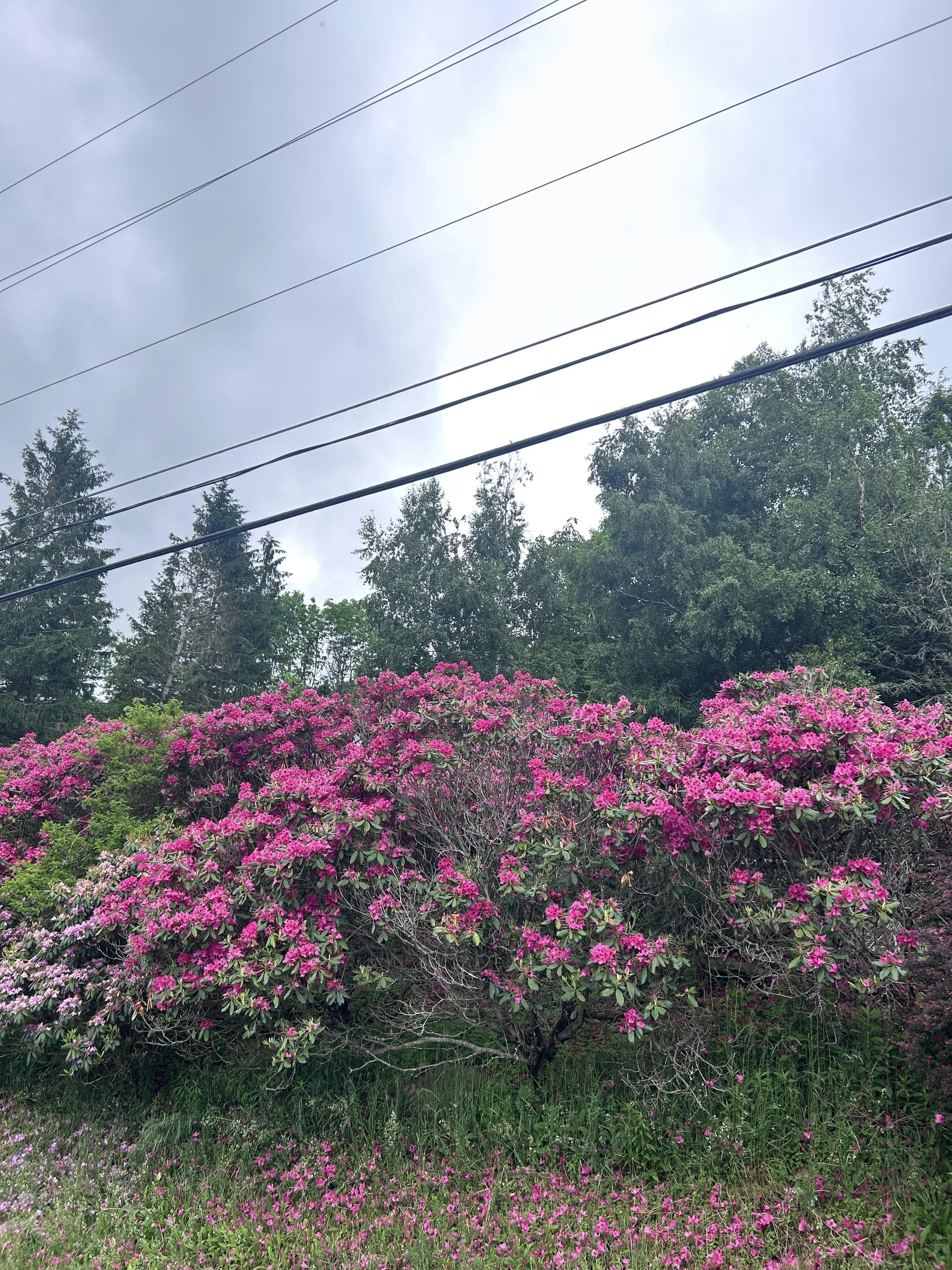 IMG_5692.jpeg