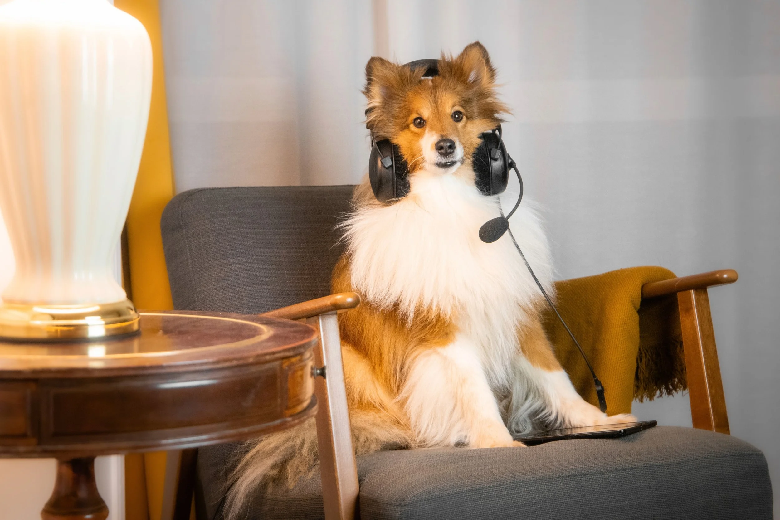 Ein Hund mit Headset sitzt auf einem Stuhl im Wohnzimmer.