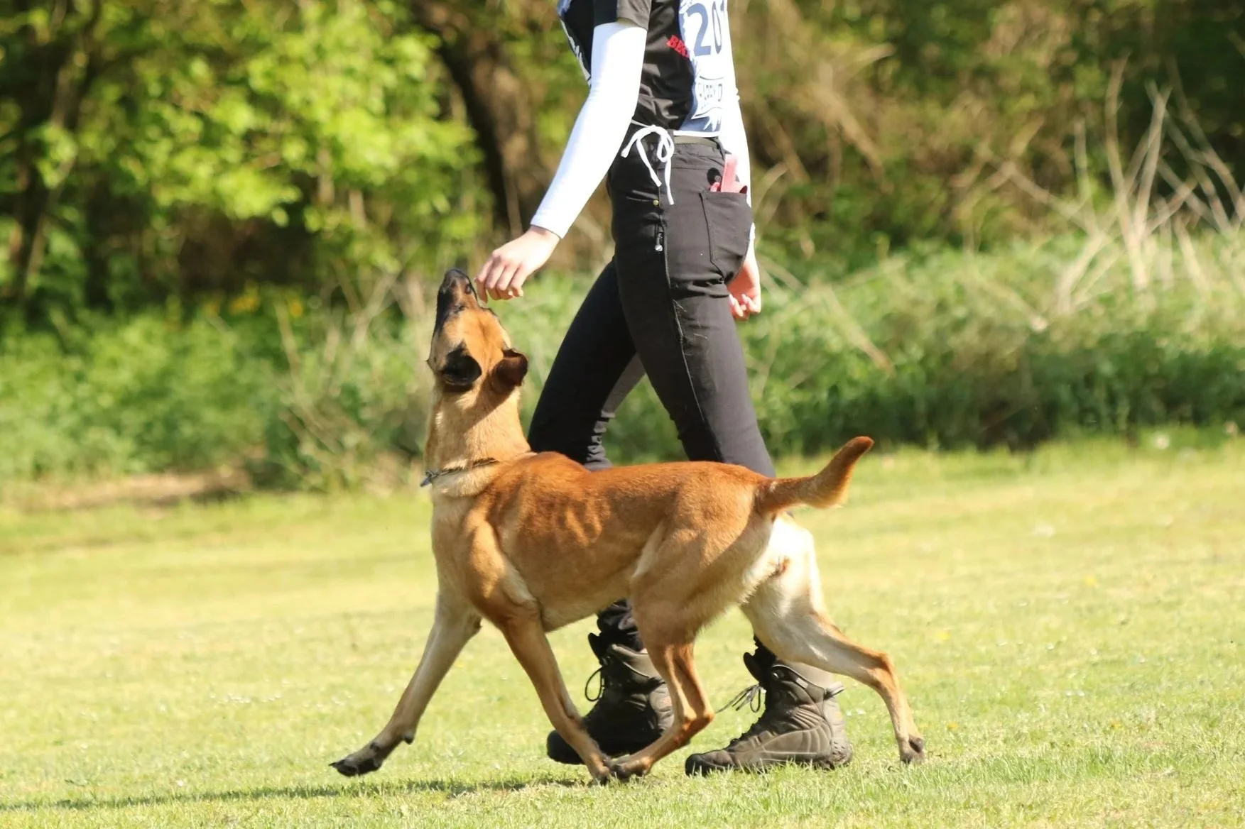 Hundetrainerin Vivienne von ViBaDog trainiert mit einem Malinois die Fußarbeit in der IGP-Unterordnung.