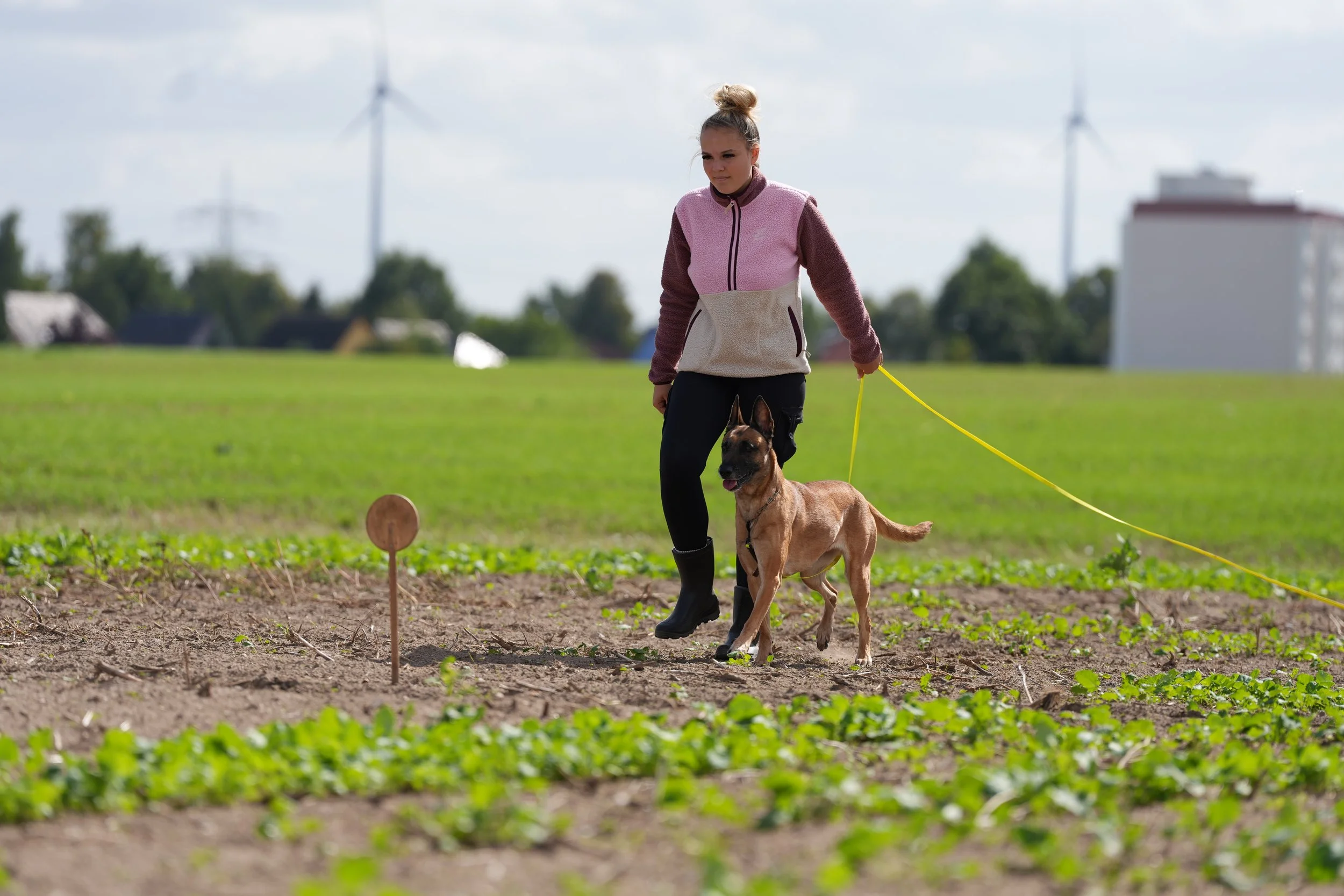 Fährtenarbeit mit Malinois – Vivienne von ViBaDog trainiert die konzentrierte Nasenarbeit im IGP-Hundesport.