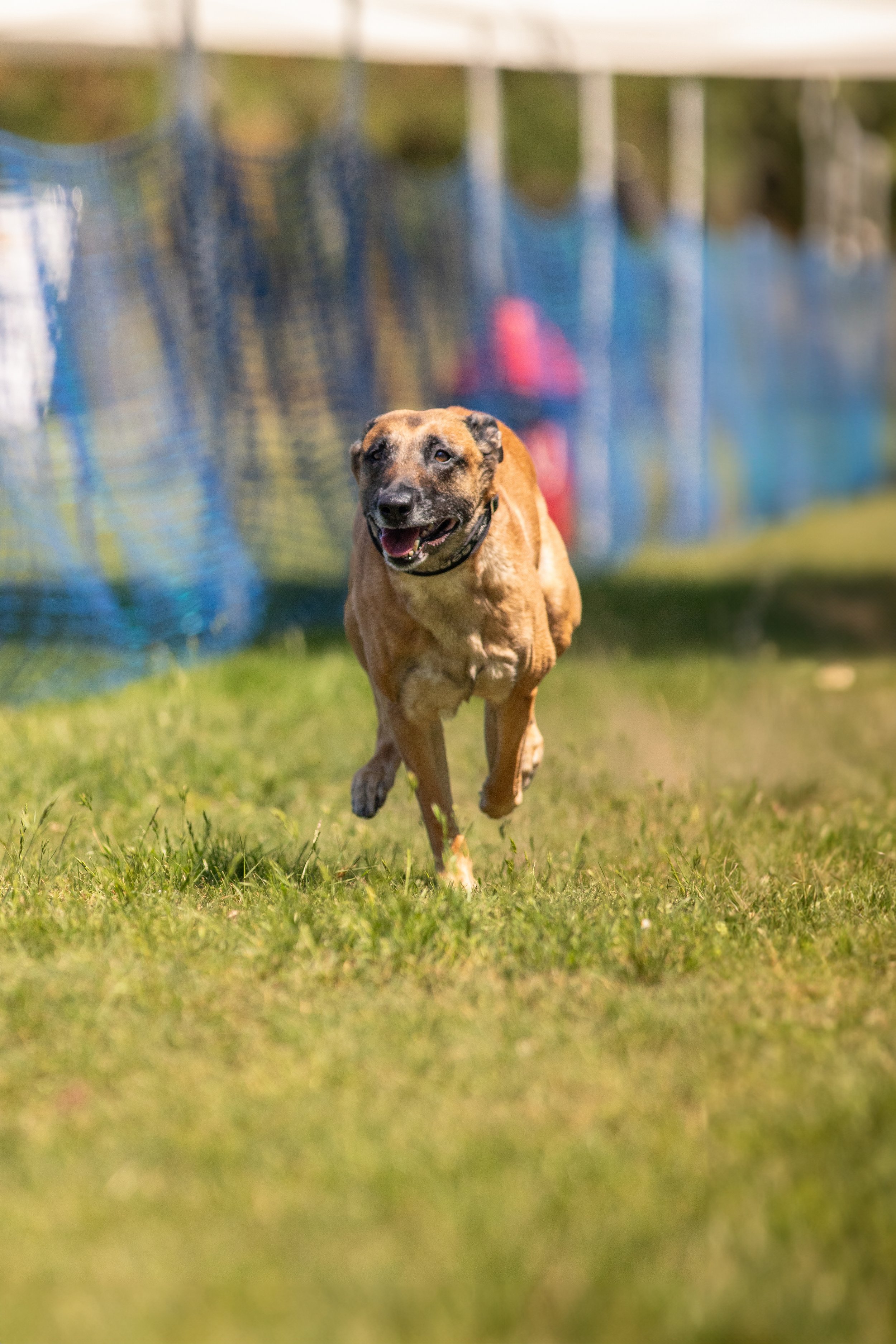 Malinois läuft freudig über eine Wiese – zuverlässiger Rückruf und Hundeerziehung im Alltag mit ViBaDog.