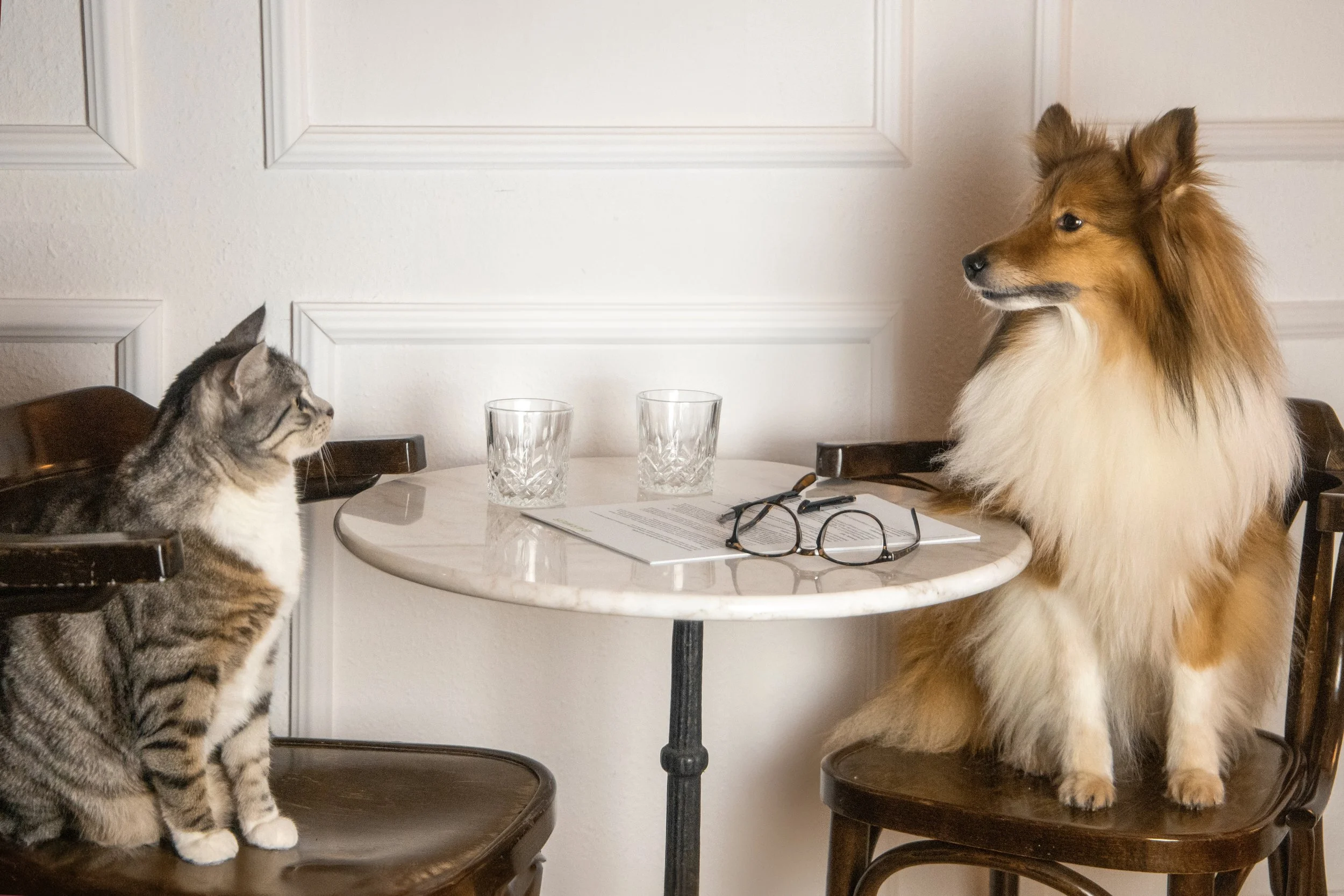 Eine Katze und ein Hund sitzen an einem runden Esstisch. Auf dem Tisch liegen zwei leere Gläser, eine Brille und einige Papiere. Die Katze sitzt auf einem Stuhl auf der linken Seite, der Hund auf einem Stuhl auf der rechten Seite.