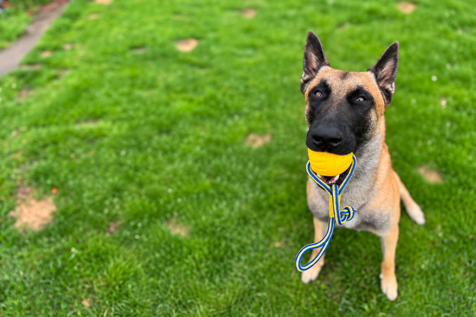 Ein Hund, Malinois mit gelbem Trainingsball an einer Schnur im Maul – Hundespielzeug und Trainingszubehör für Alltag und Hundesport bei ViBaDog.