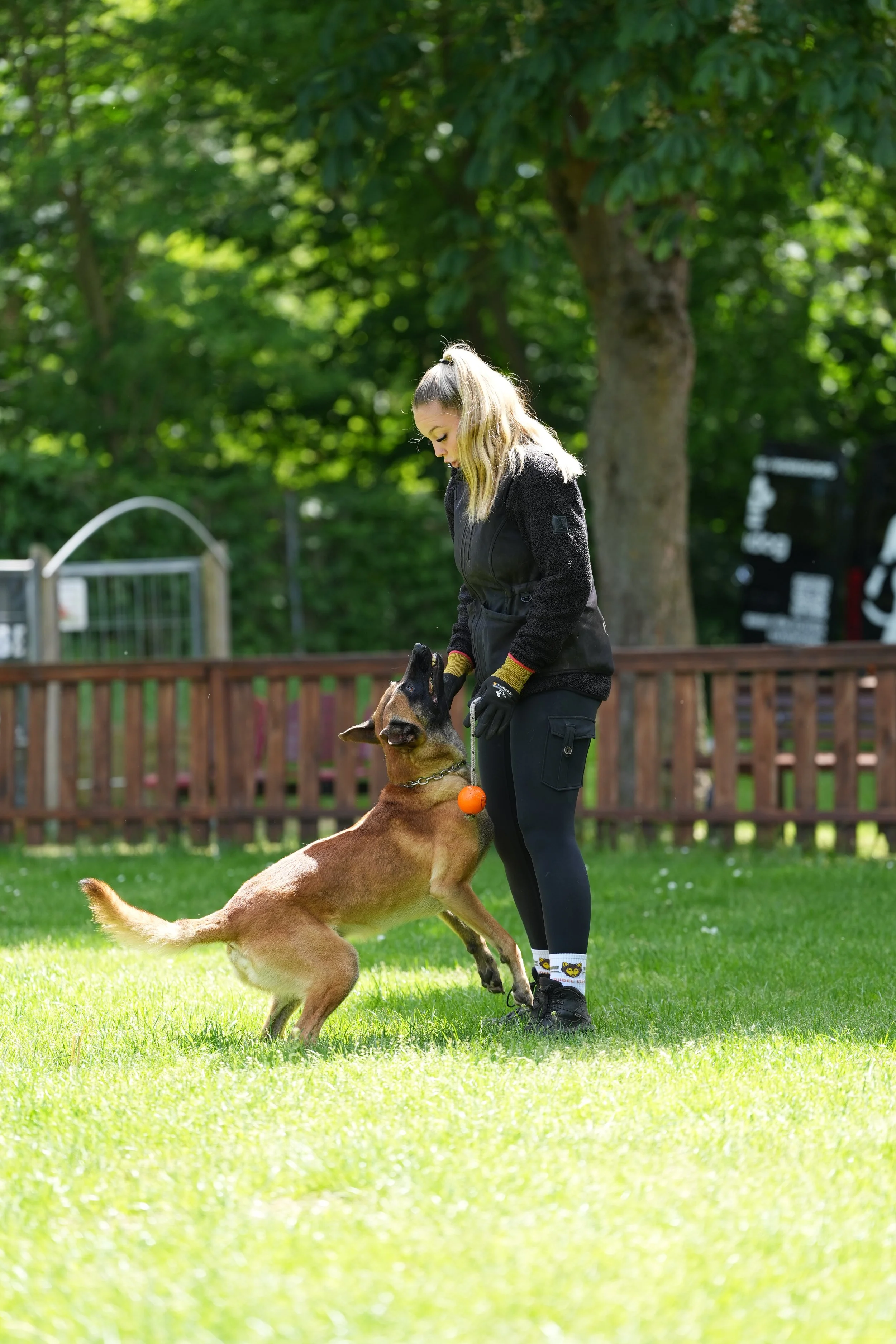 Eine junge Frau trainiert einen Deutschen Schäferhund im Garten. Der Hund springt in die Luft mit einem Ball im Maul, während die Frau ihm die Pfote gibt. Im Hintergrund sind Bäume und ein Zaun sichtbar, bei schönem Wetter.