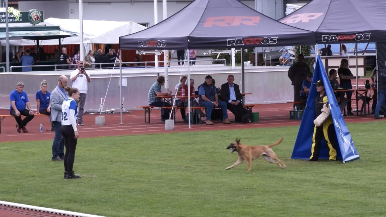 Hunde im Hundesportwettbewerb auf einer Laufbahn mit Zuschauern, Zelt und Turnierpersonal im Hintergrund.