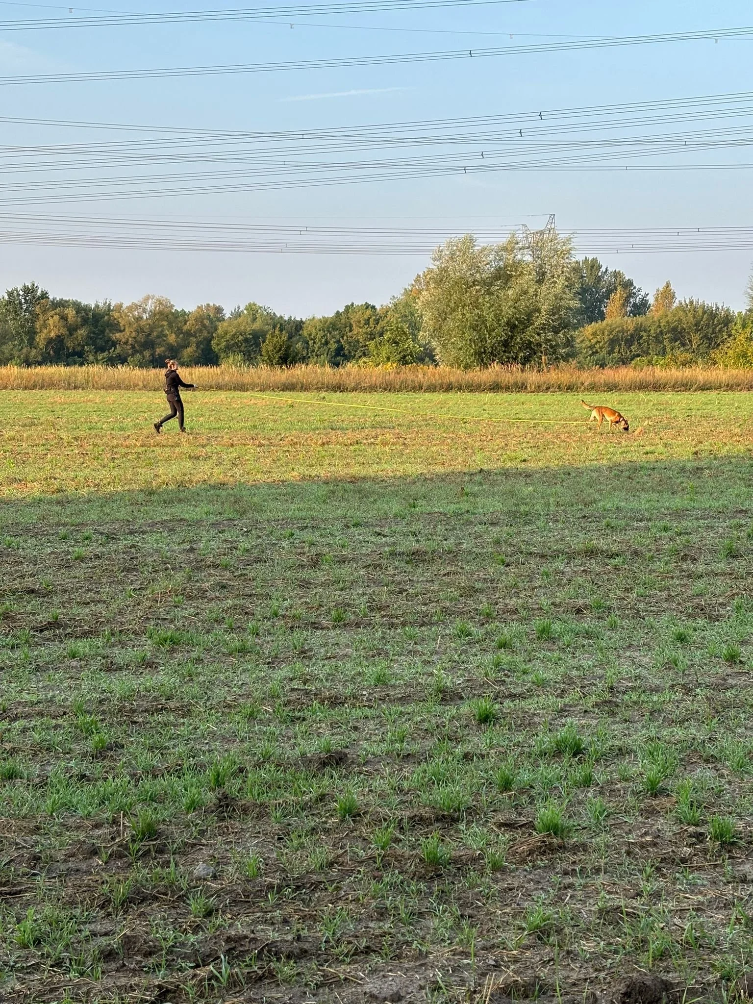 Frau mit Hund auf Wiese bei Sonnenuntergang, umgeben von Bäumen, im Hintergrund Stromleitungen.
