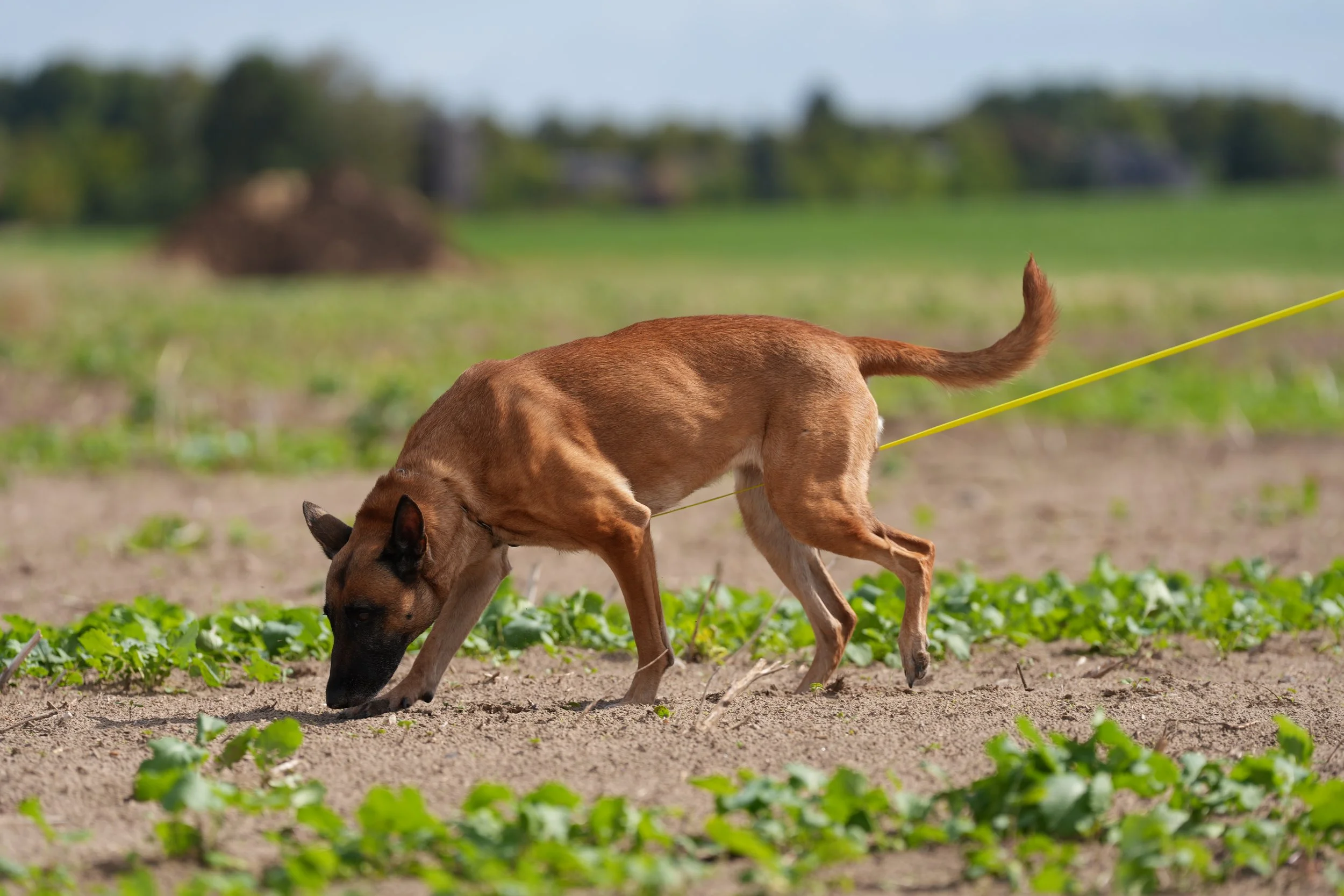 Ein Hund bei der konzentrierten Fährtenarbeit auf einem Feld – IGP-Fährtentraining und Nasenarbeit im ViBaDog - Fährten Webinar.