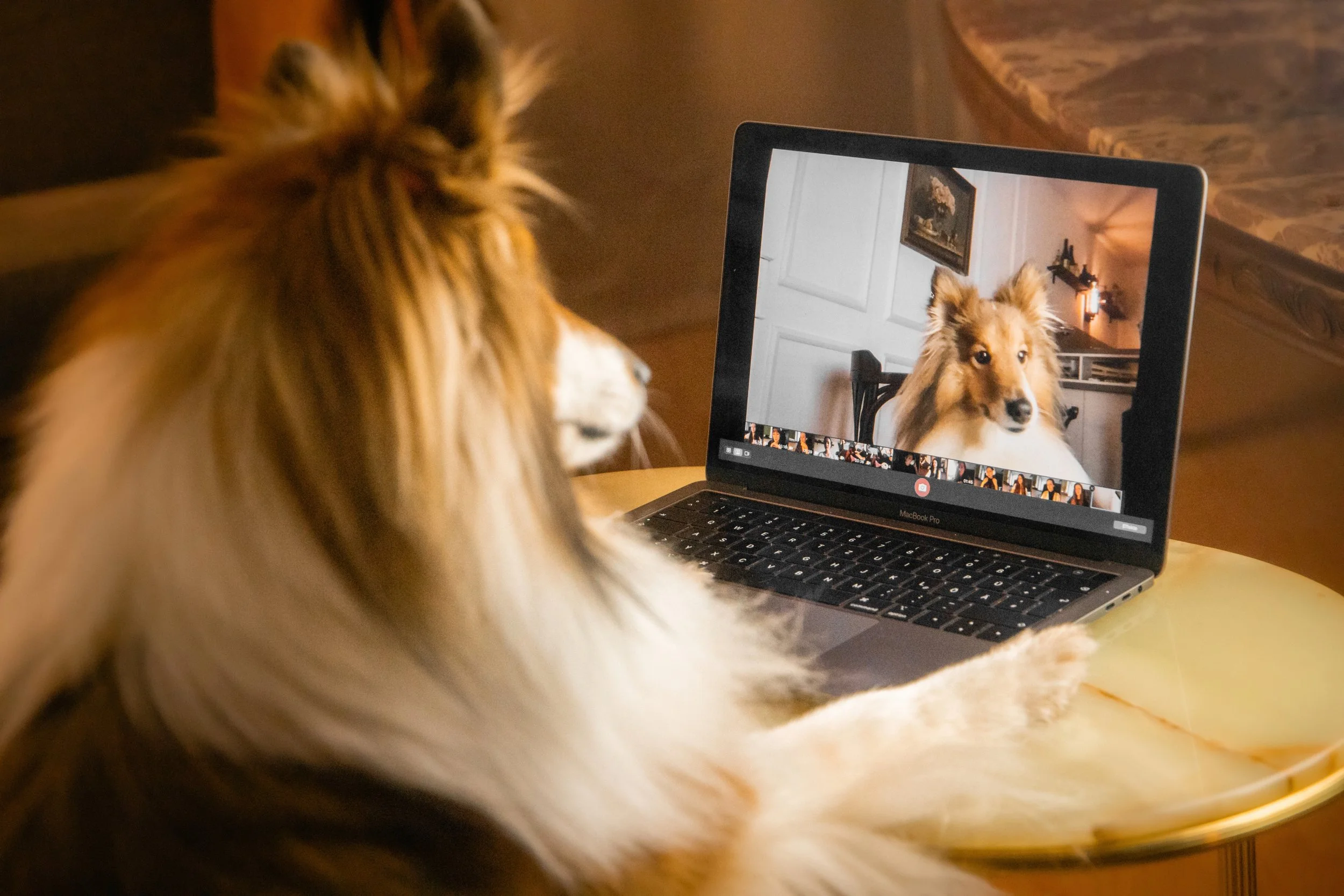 Ein Hund sitzt vor einem Laptop, auf dem eine Zoom-Videokonferenz mit mehreren Personen läuft. Das Hund schaut auf den Bildschirm, während der Hintergrund eine gemütliche Inneneinrichtung zeigt.