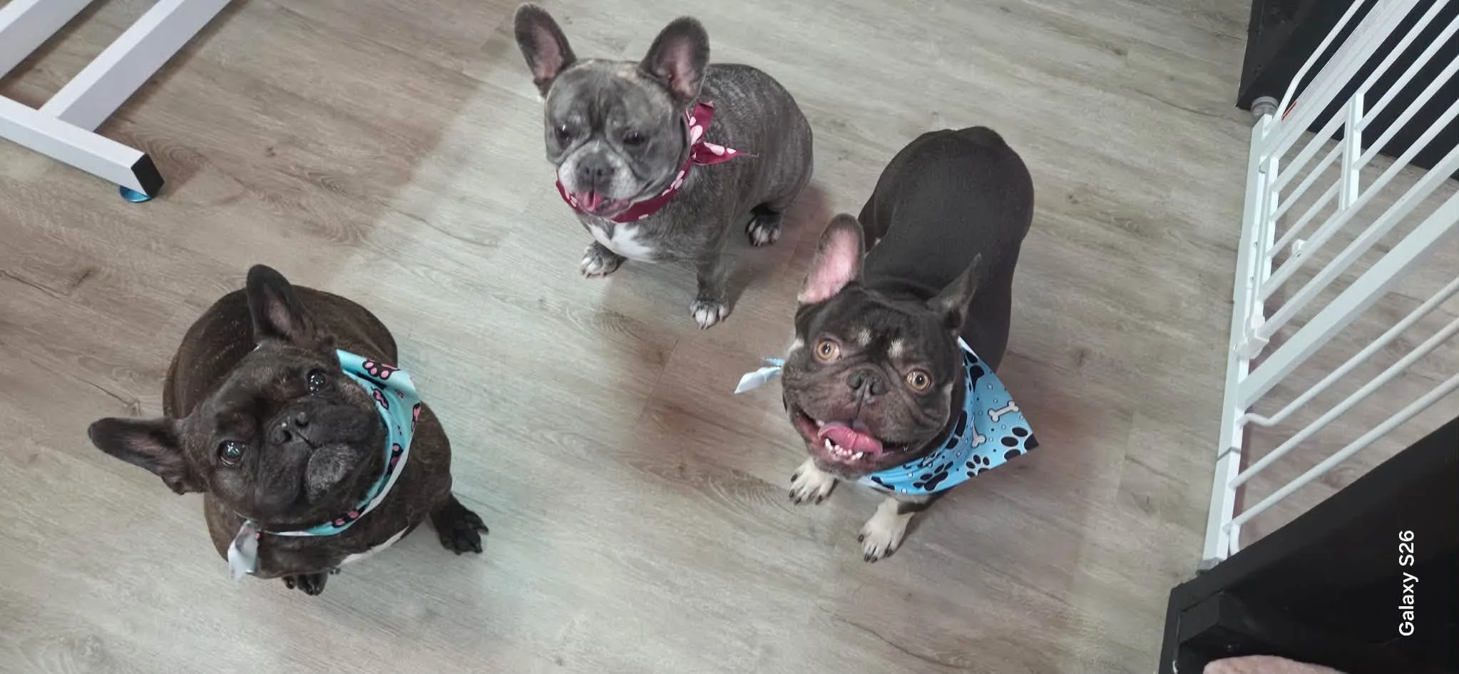 Three French Bulldogs wearing colorful bandanas look up at the camera on a wood floor.