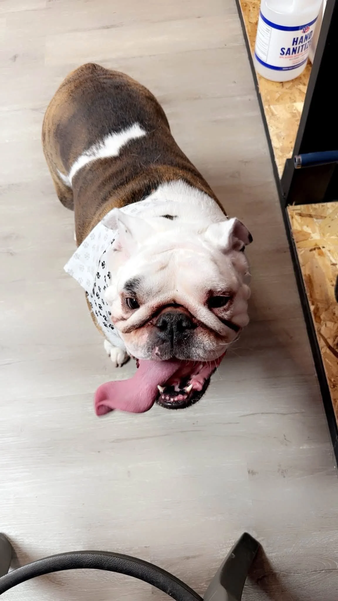 Panting brown-and-white English bulldog wearing a patterned bandana indoors