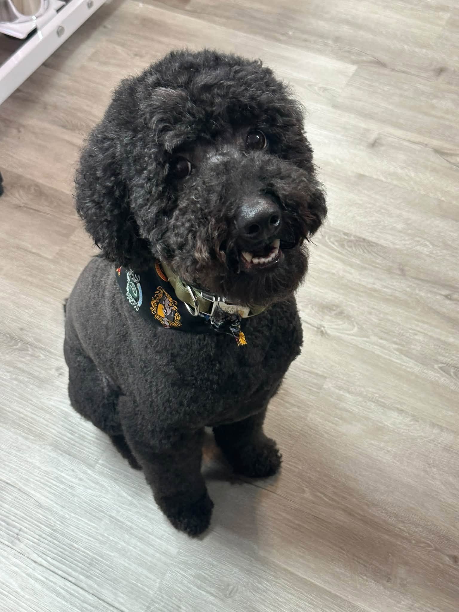 Curly black dog wearing a patterned bandana and collar, sitting on a wood floor and smiling at the camera.