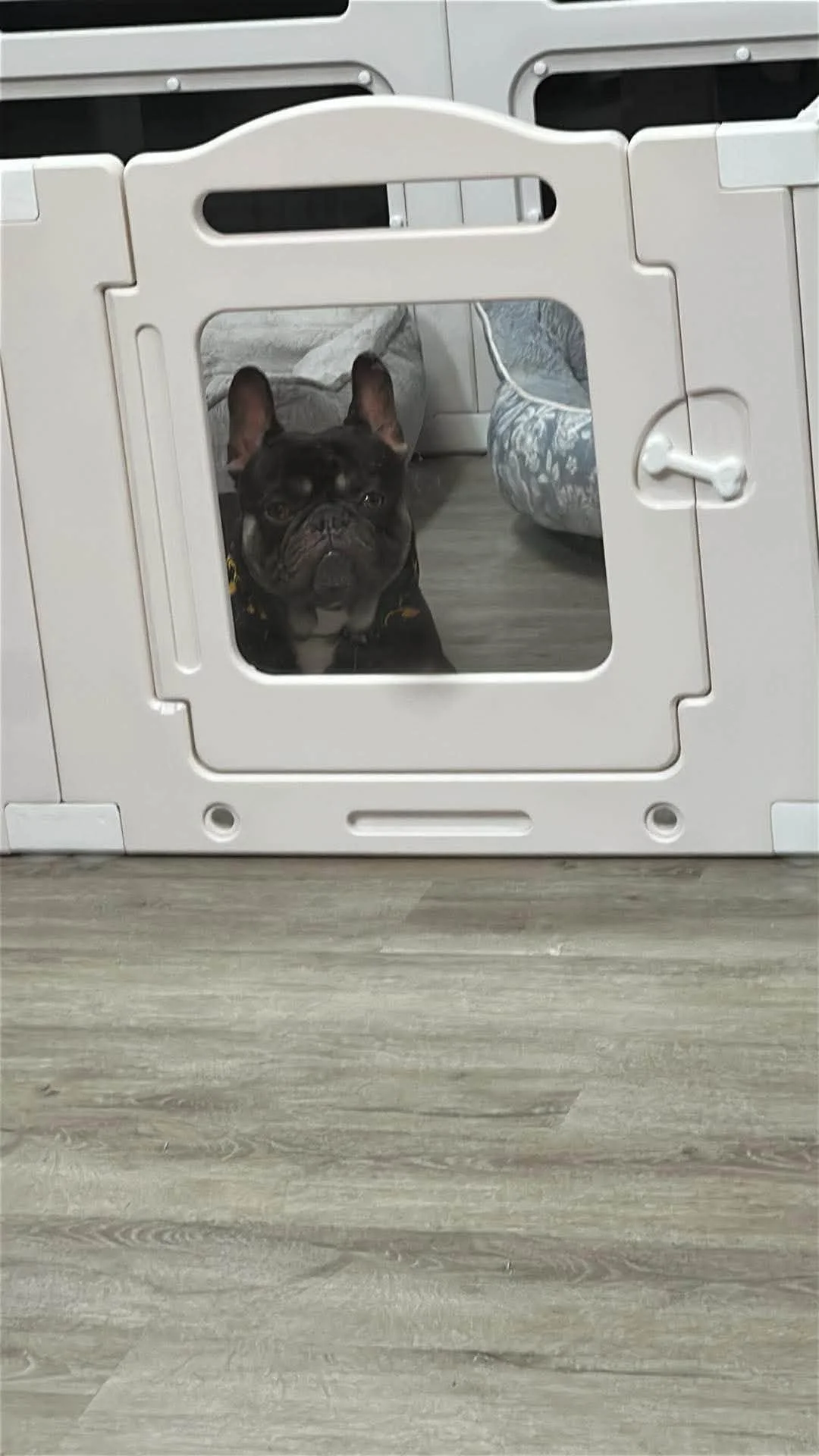 Black French bulldog sitting inside a white plastic pet crate