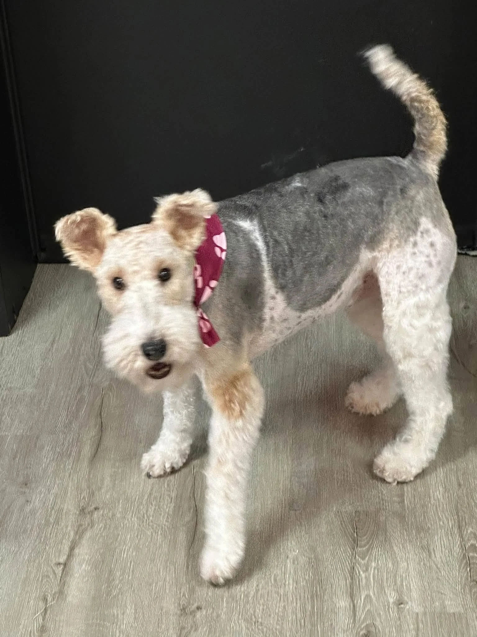Small gray-and-white dog wearing a pink flower collar standing on a wood floor