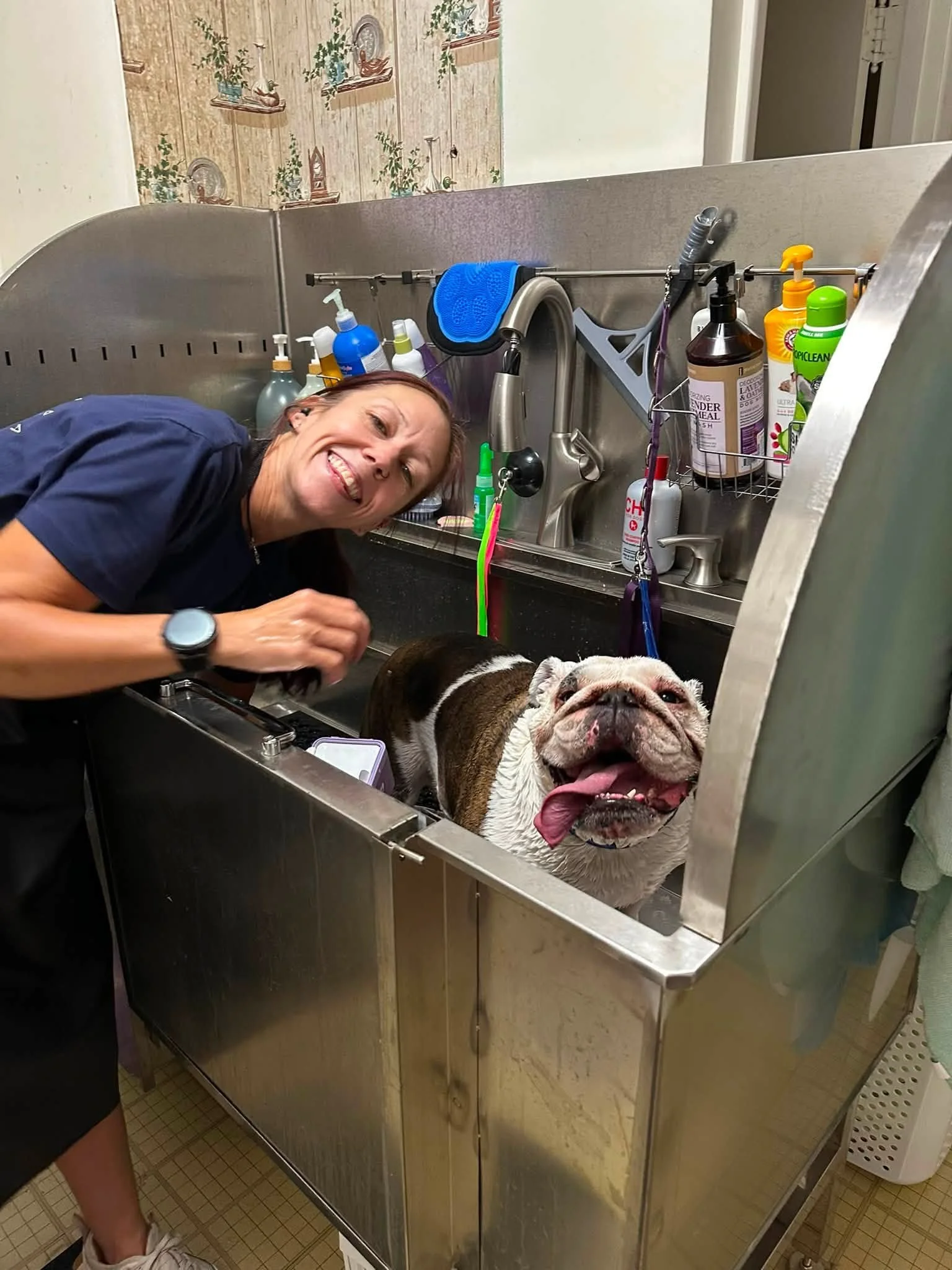 Smiling woman beside a happy English bulldog in a stainless steel dog grooming tub