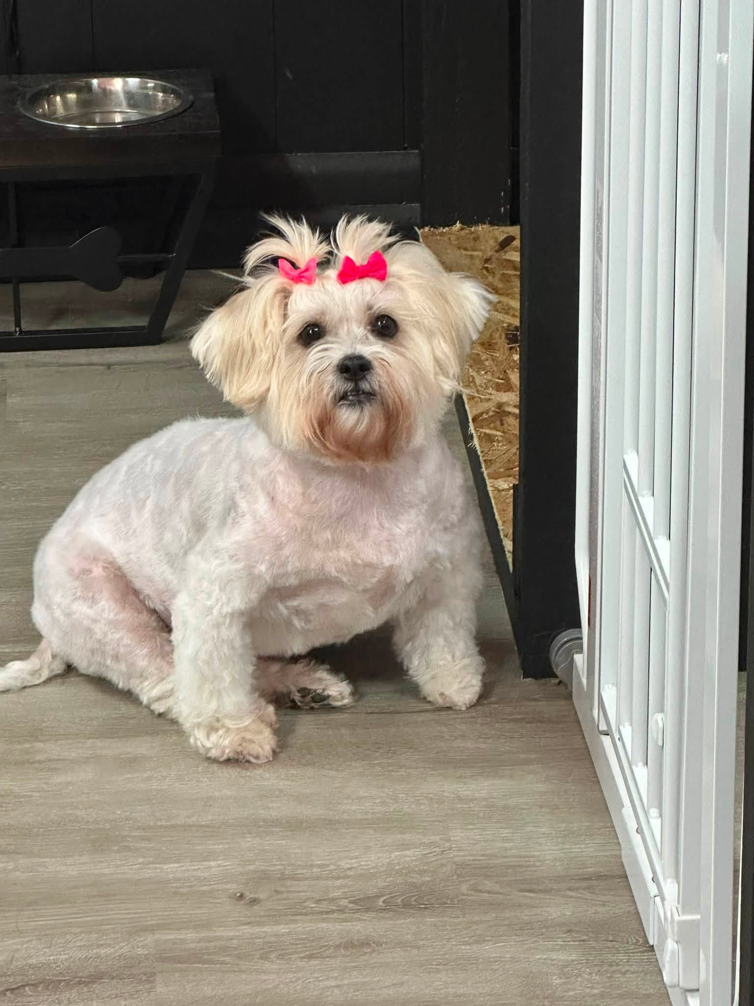 Small white fluffy dog with two pink bows sitting indoors beside a glass door