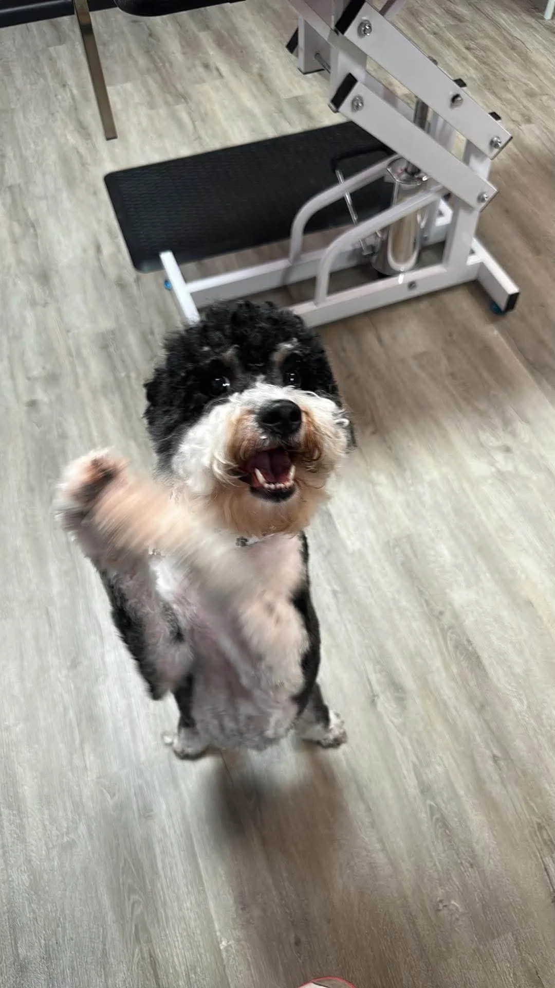 Happy black, white, and brown curly-haired dog standing on its hind legs in front of a dog grooming table