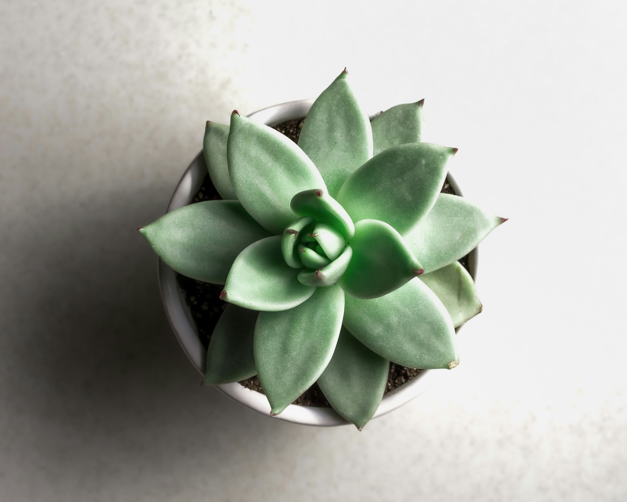 Top view of a green rosette succulent in a white pot
