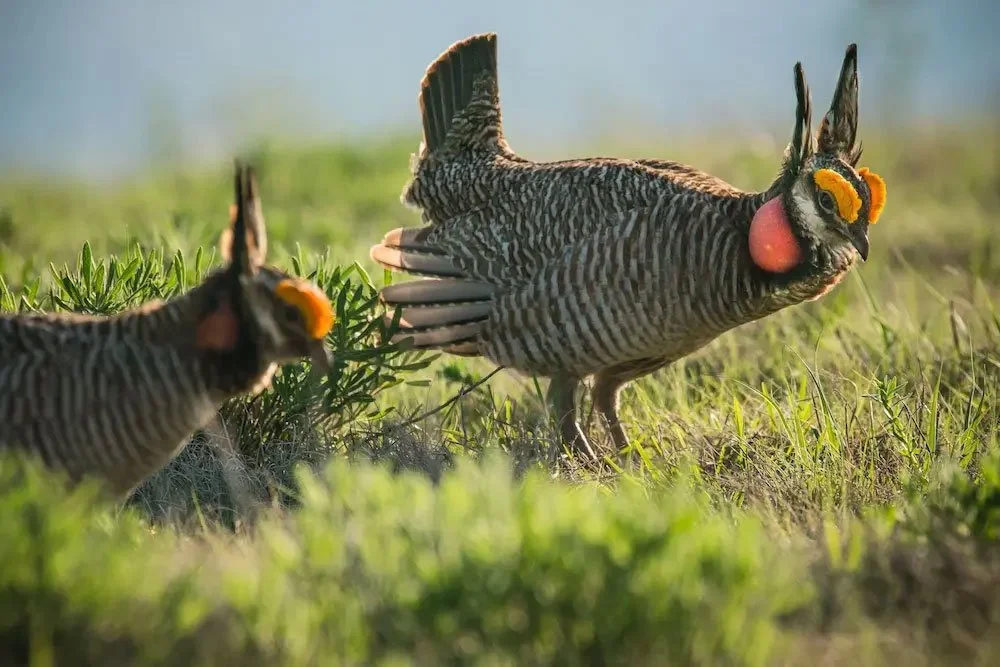 bioGraphic: A Grand Experiment on the Grasslands