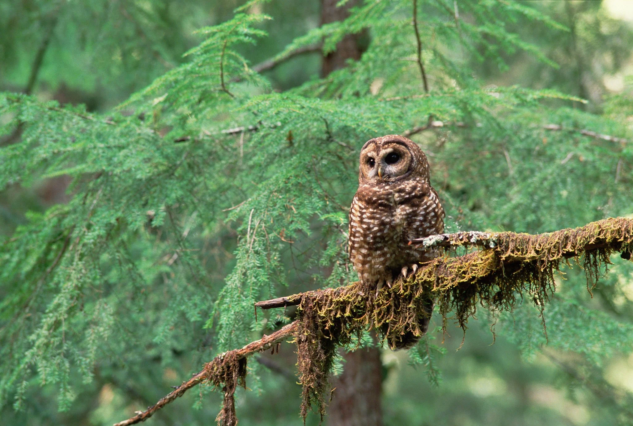 bioGraphic: Owl Wars