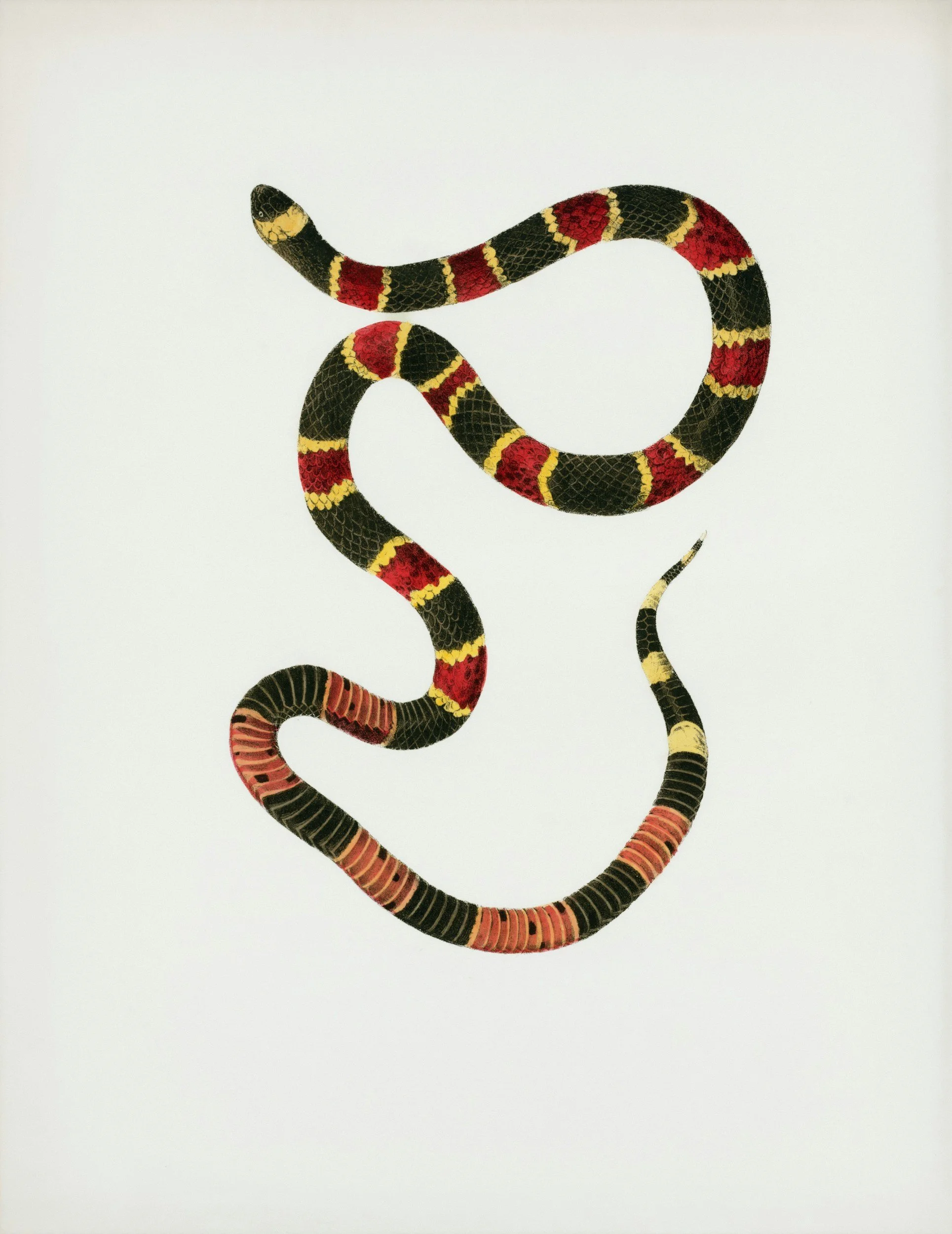 Illustration of a coiled snake with red, yellow, and black bands on a white background