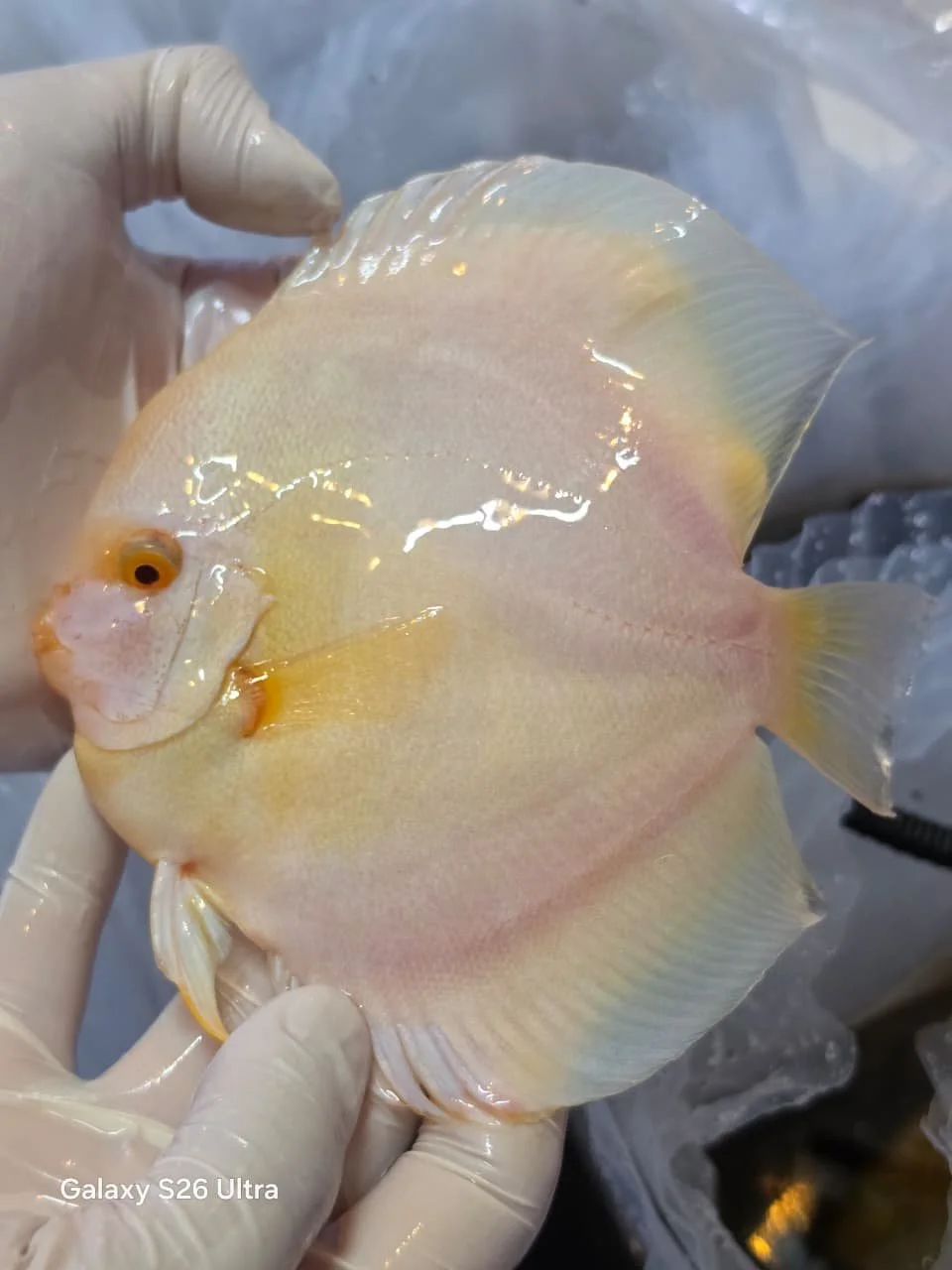 ALBINO PLATINUM GRADO SHOW