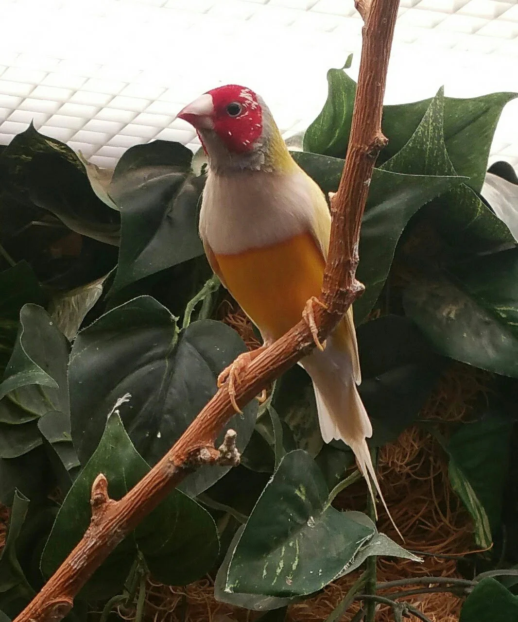 A male Red headed, white breasted yellow Lady Gouldian Finch bred by Wisconsin Exotics