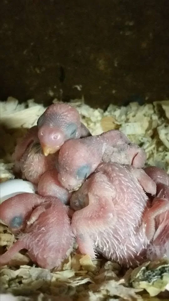 Close-up of several newly hatched baby English Budgie chicks nesting together in a nestbox