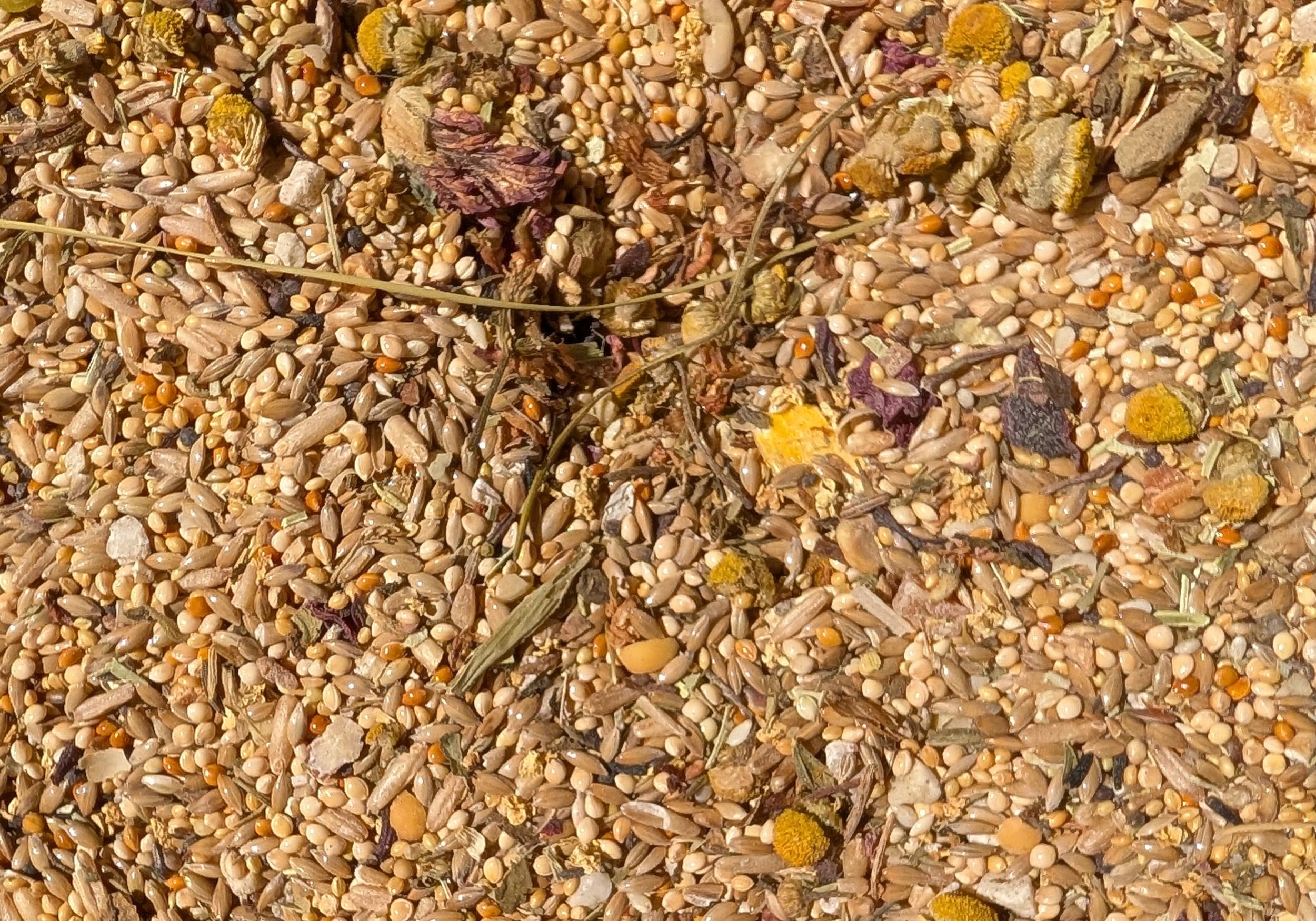 Close-up of mixed birdseed with grains, sunflower seeds, dried flowers, herbs, and small dried fruits