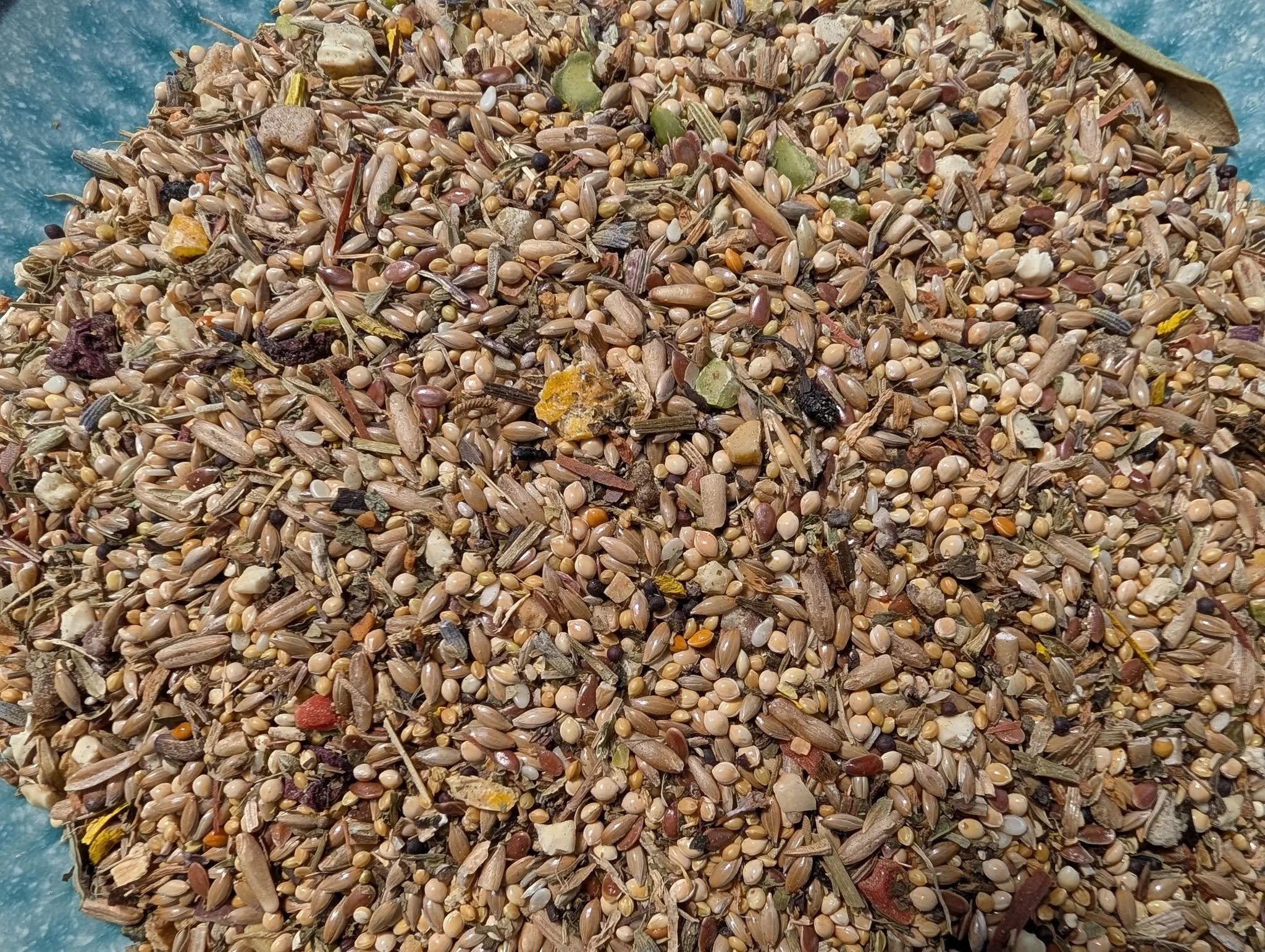 Close-up of a colorful mixed birdseed blend with grains, millet, sunflower seeds, dried fruits, and herbs in a blue container