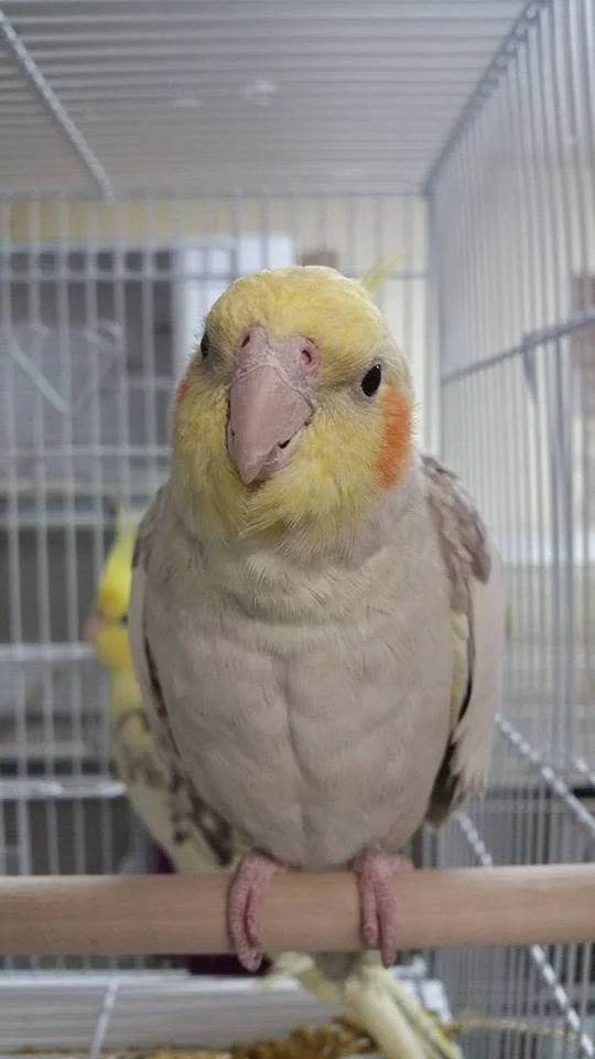 Cinnamon Pearl male cockatiel from Wisconsin Exotics