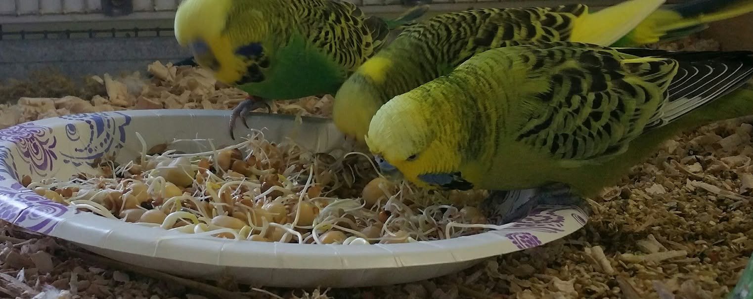 Three green and yellow budgerigars eating sprouted seeds from a paper plate in a wood-shaving-lined cage