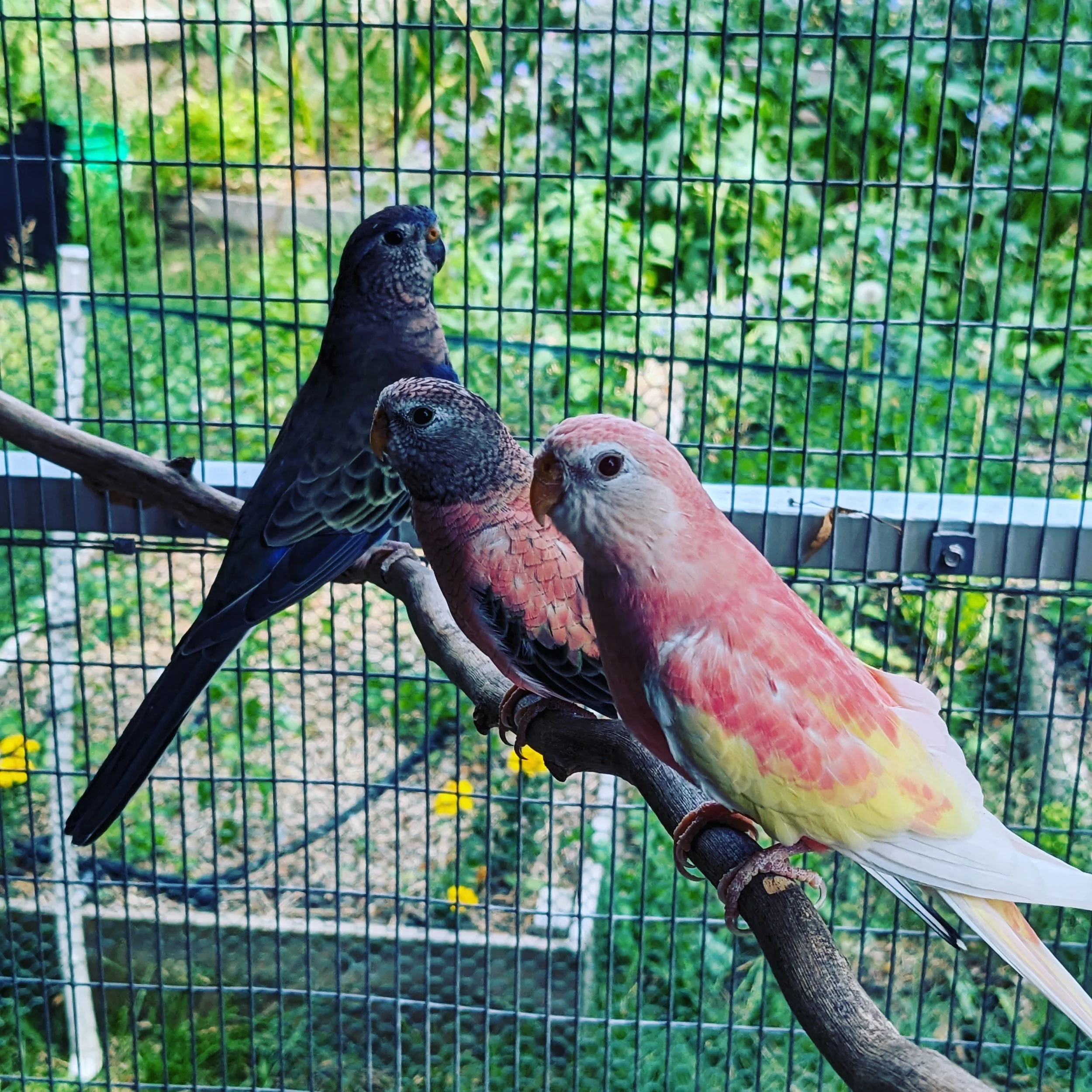 Three Bourke parakeet mutations from Wisconsin Exotics in an outdoor aviary.