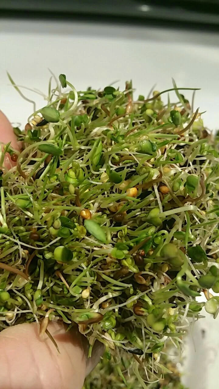 Close-up of a handful of fresh mixed microgreens and sprouts with visible seeds and roots