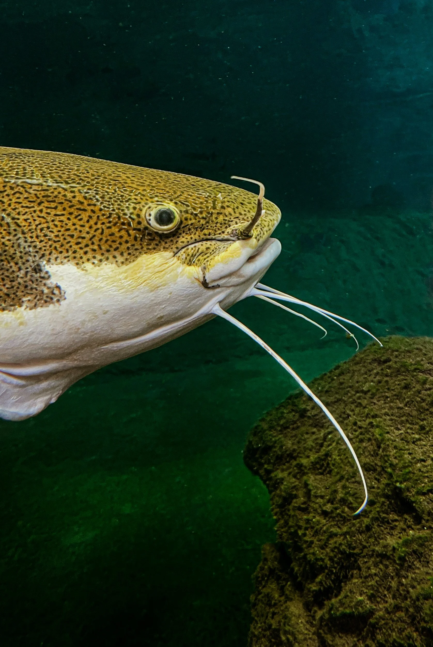Catfish