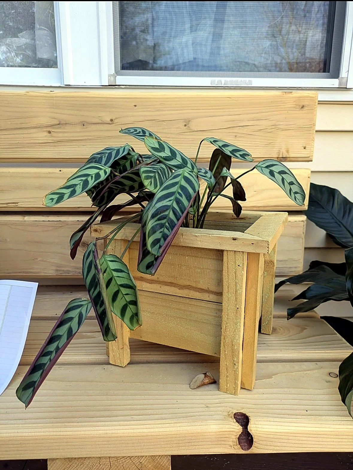 Planter box with calathea