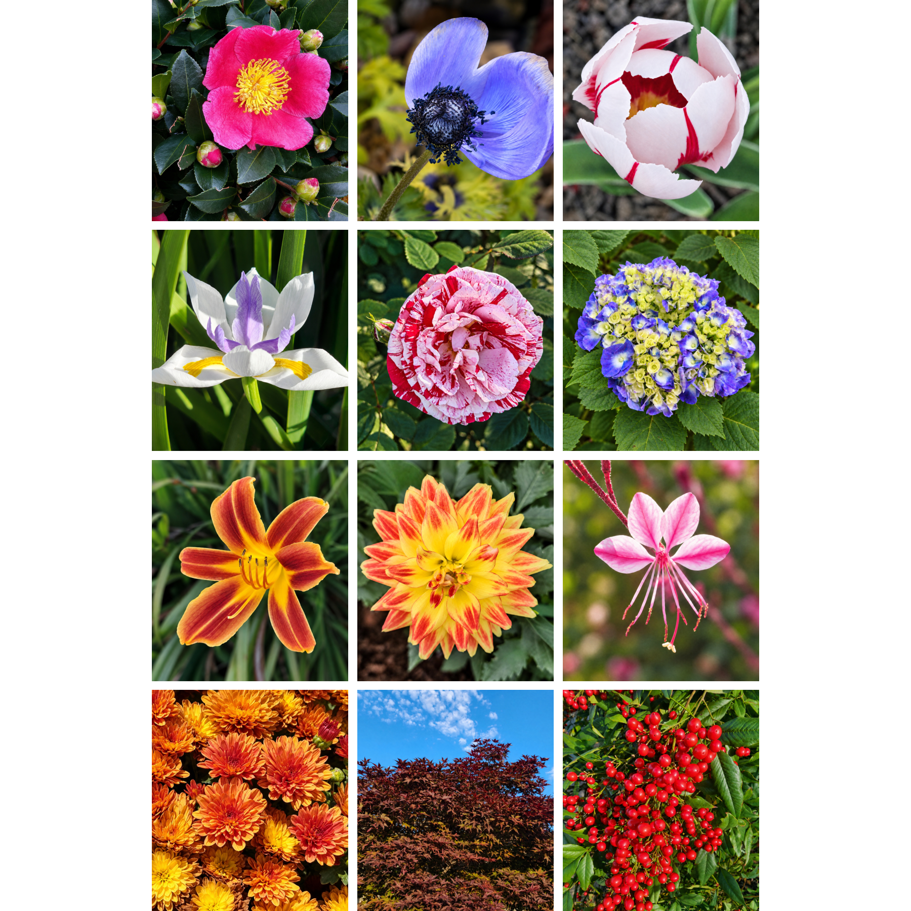 Greeting Card