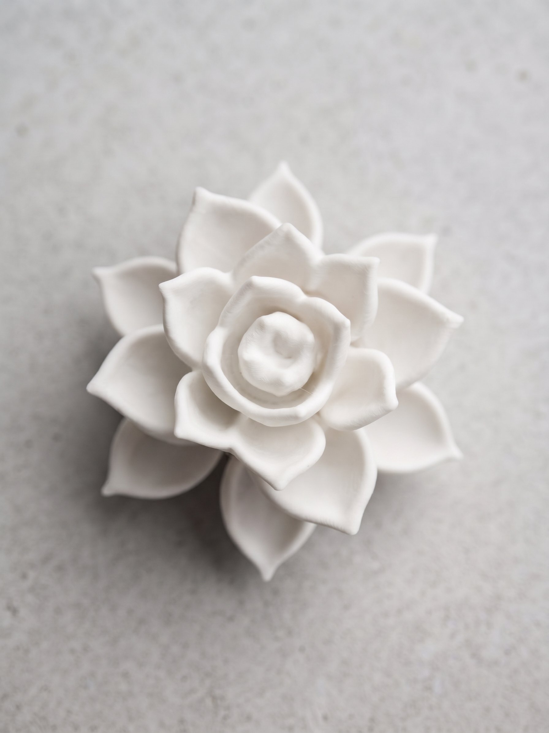 Succulent Top View Normal.jpg