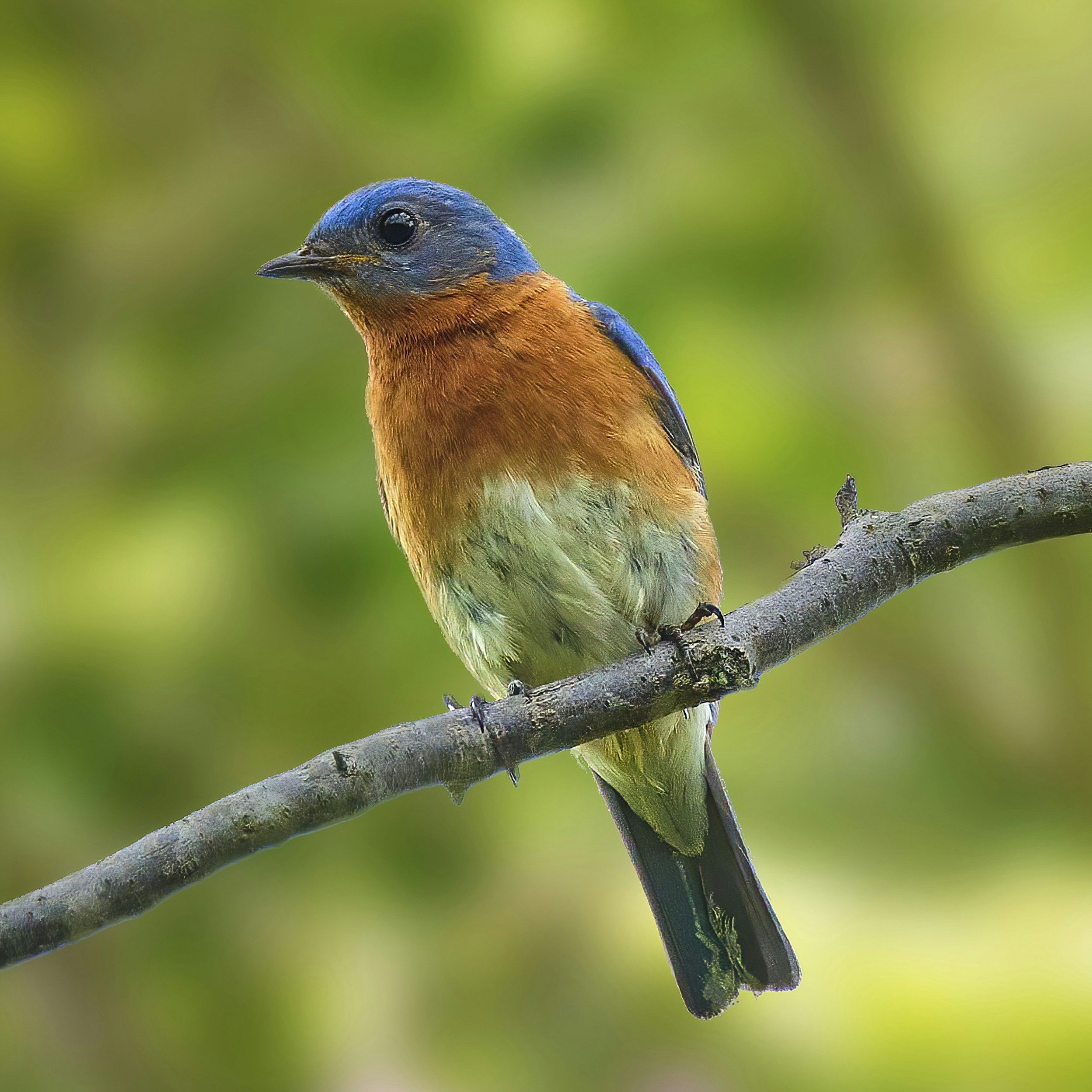 Eastern Bluebird with blue and orange plumage perched on a branch