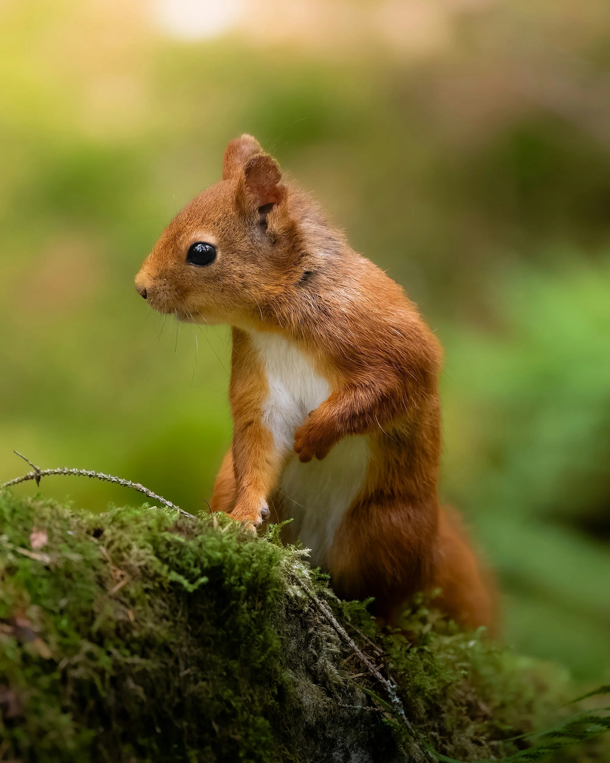Red squirrel standing on a mossy branch