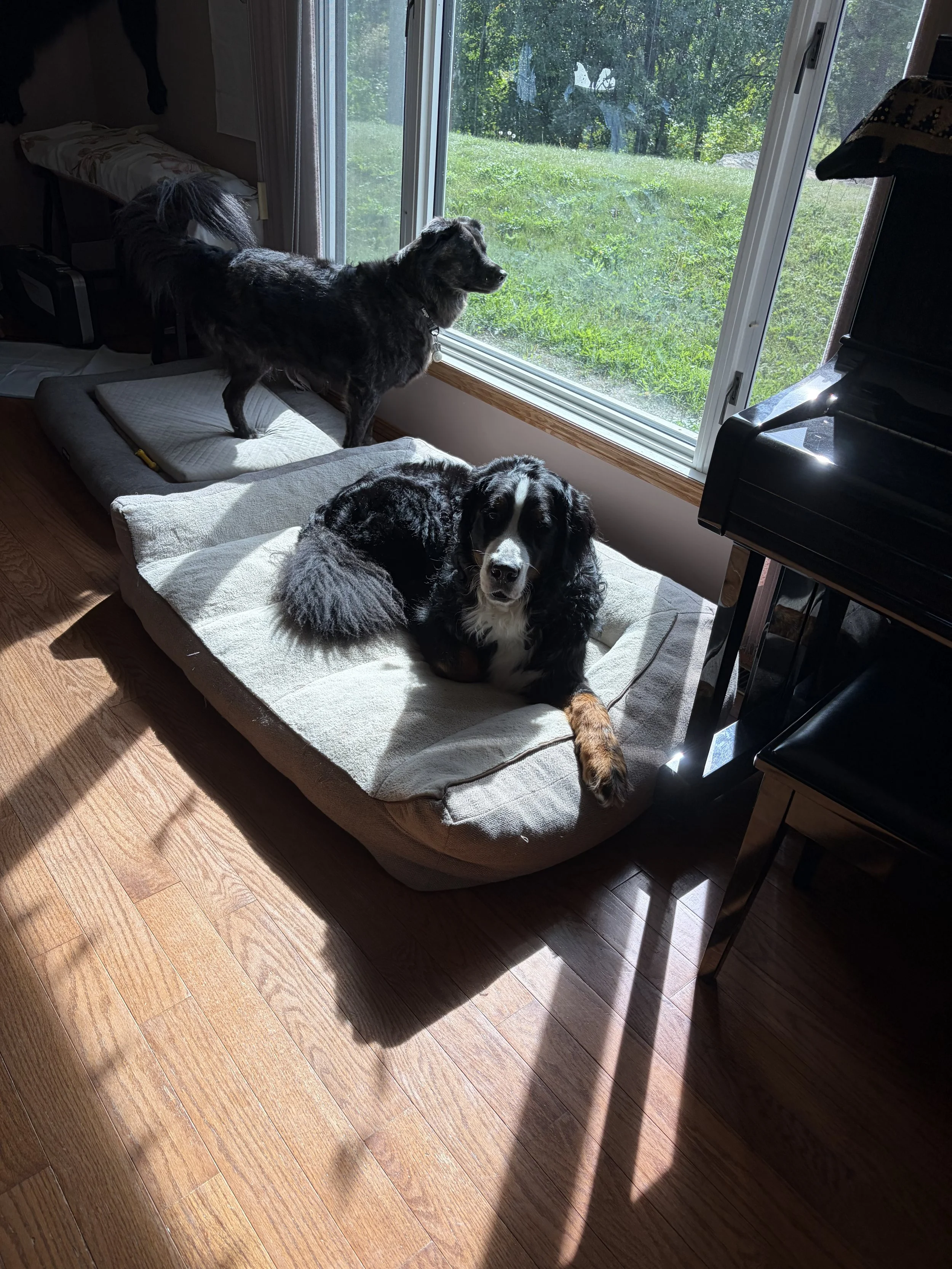 Dogs relaxing indoors during home-style boarding at Country Paws Co. in South Winnipeg