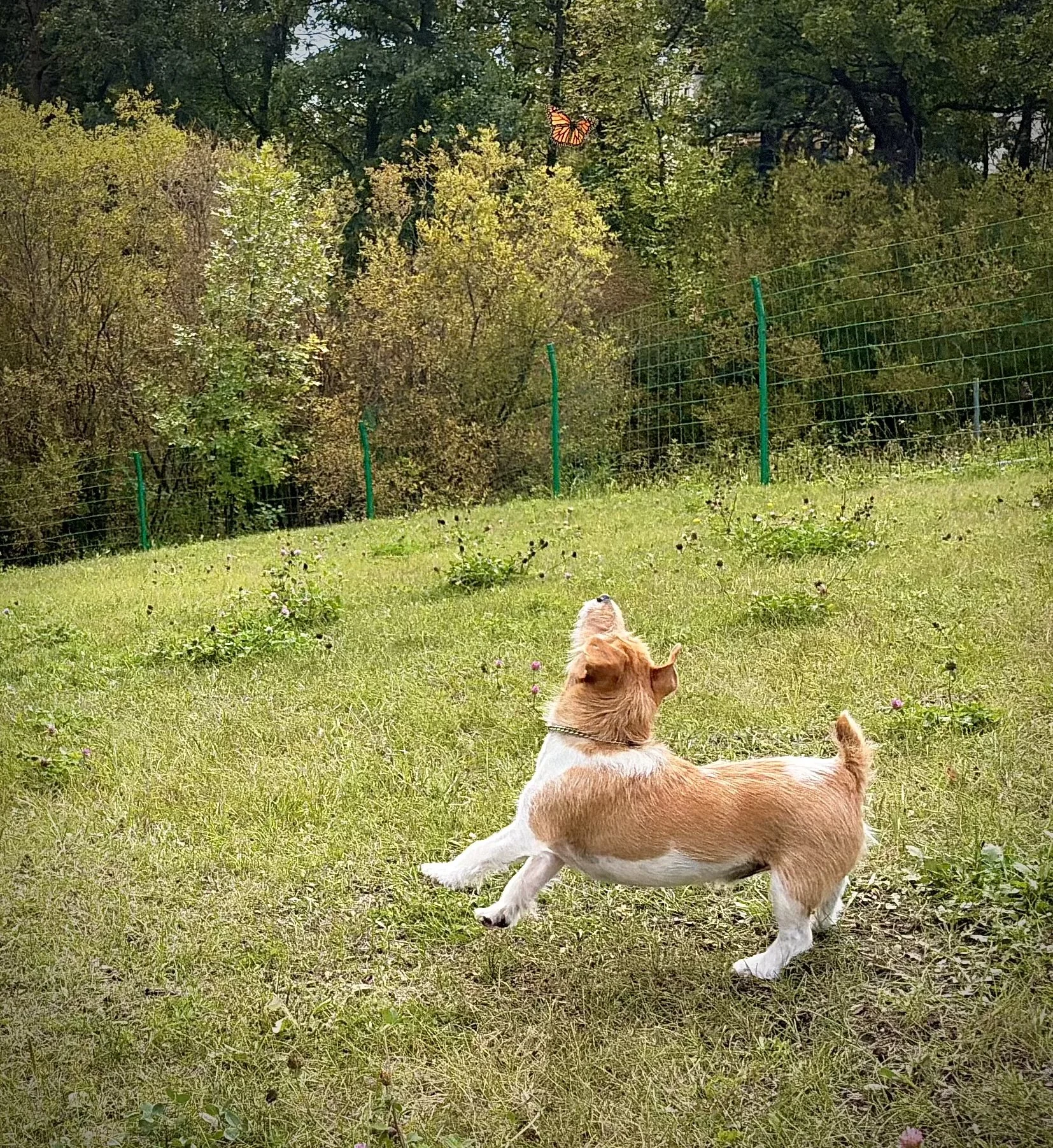 Small dog playing off-leash in a fully fenced outdoor area at Country Paws Co. in south Winnipeg