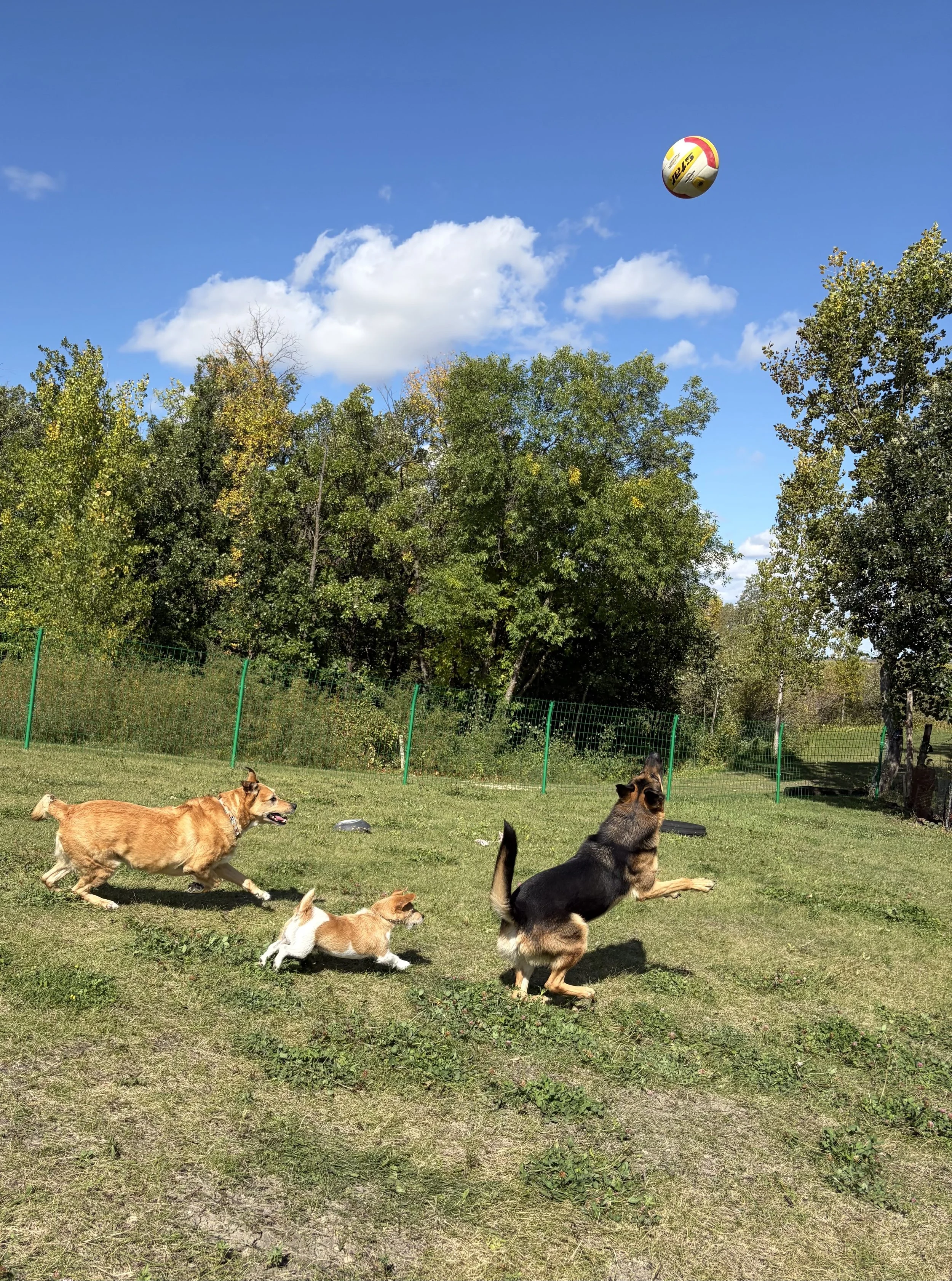 Dogs playing off-leash in a fully fened outdoor area at Country Paws Co. in south Winnipeg