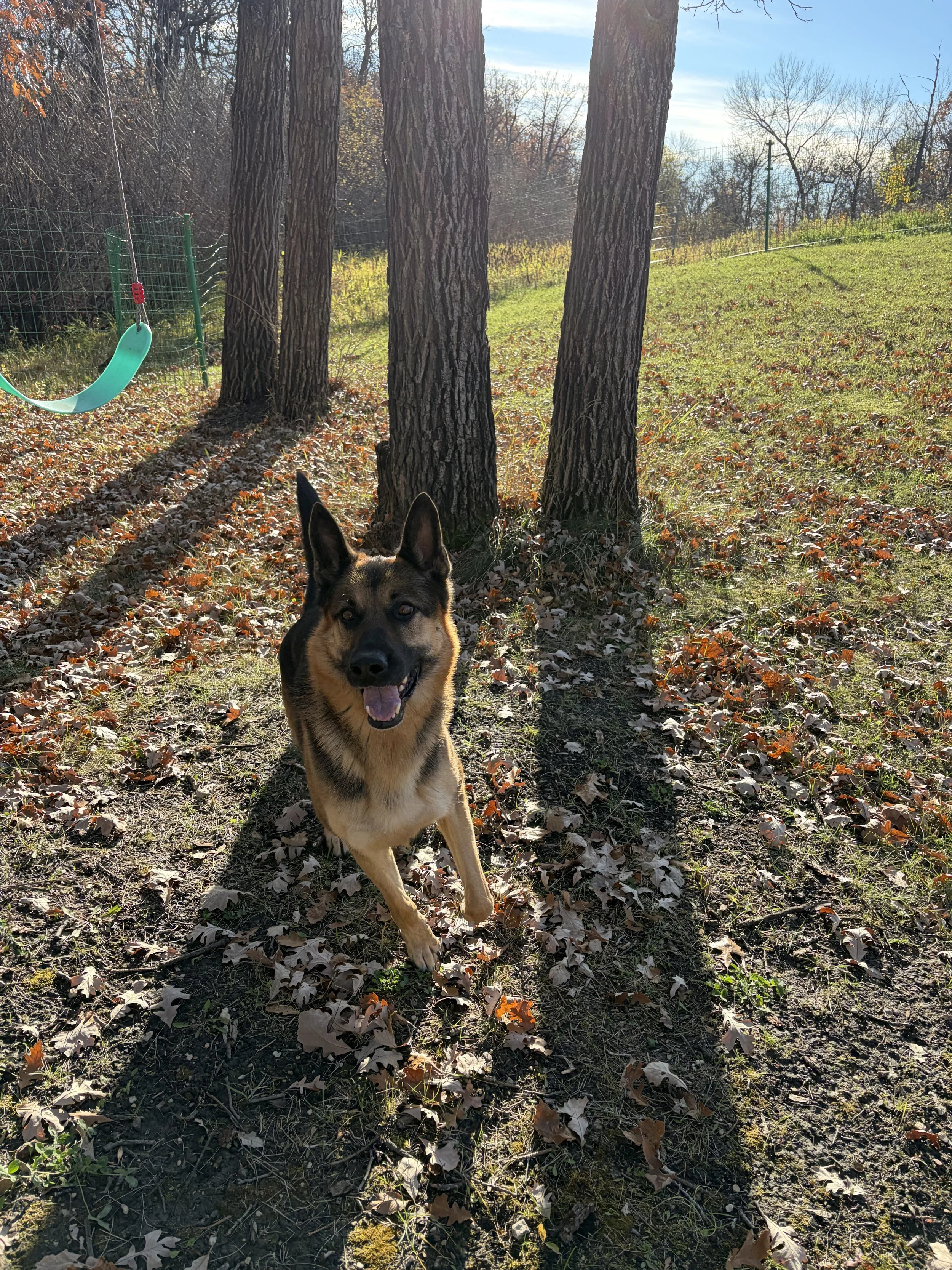 German Shepherd exploring a private fully fenced dog park in South Winnipeg
