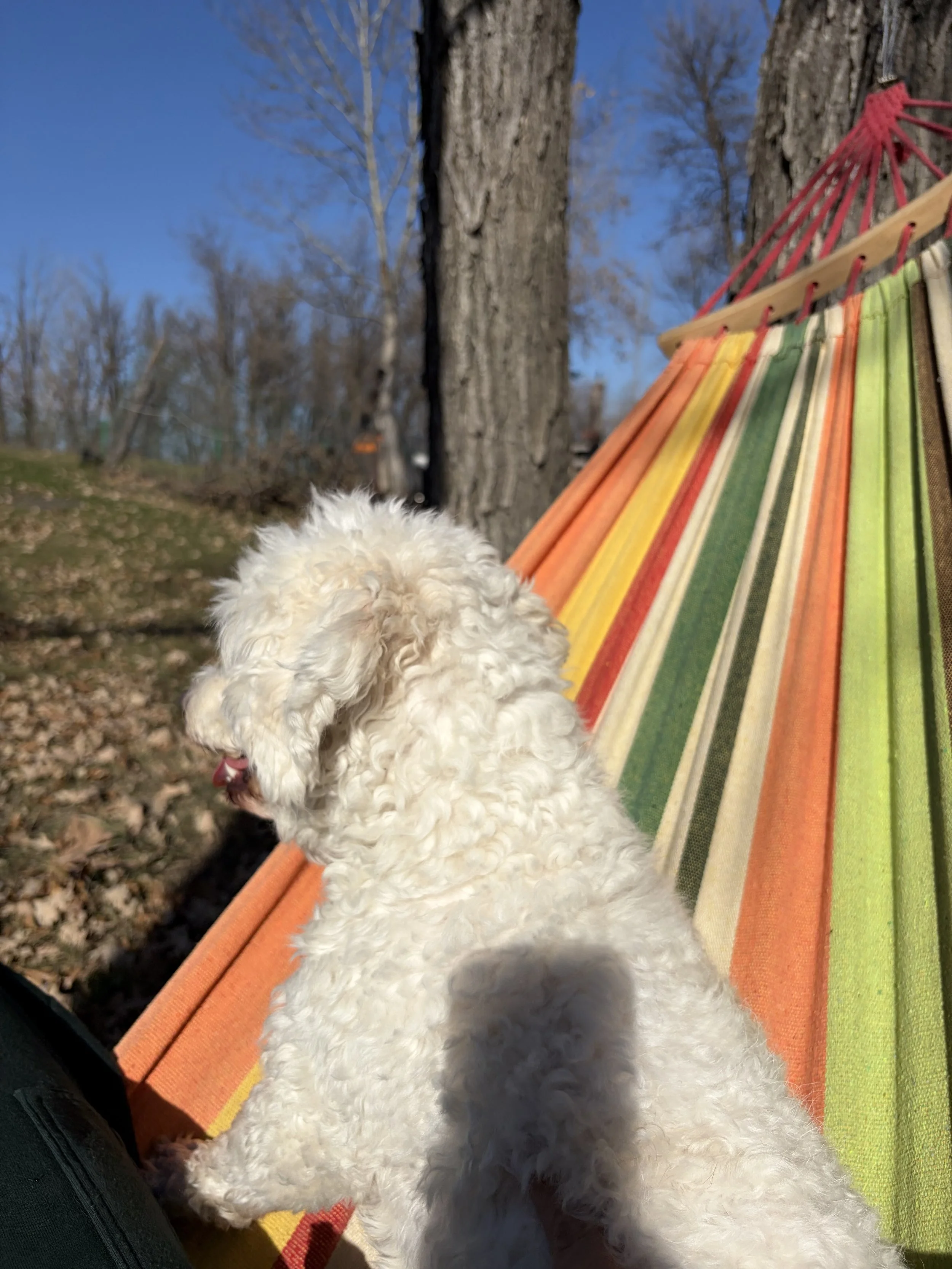 Dog relaxing outdoors during a home-style baording stay at Country Paws Co. near Winnipeg south