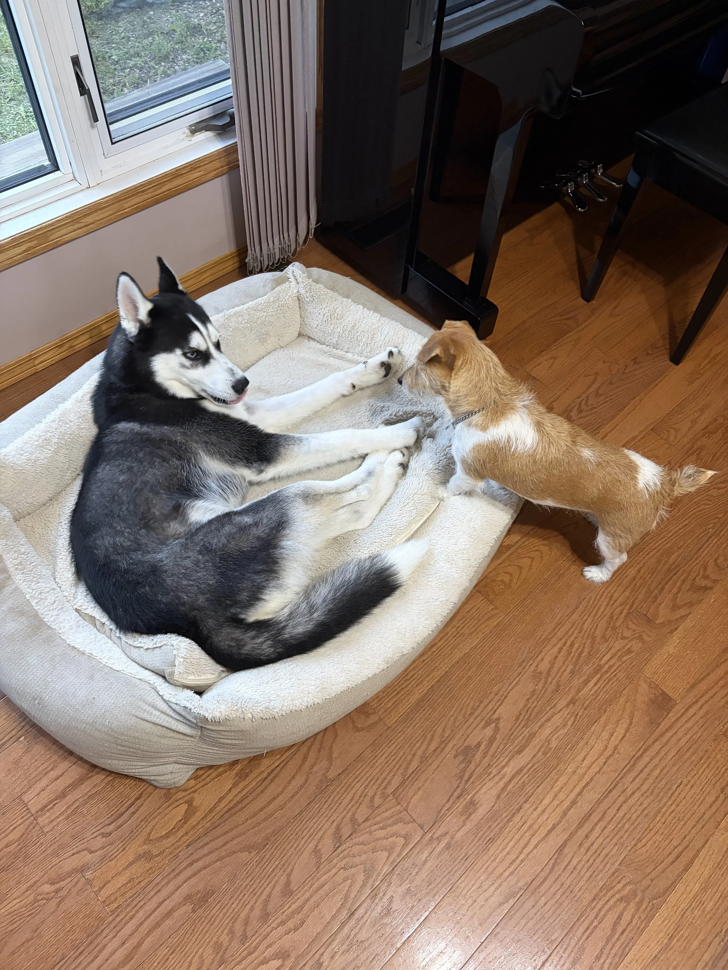 Dogs relaxing indoors during a home-style boarding stay at Country Paws Co. near Winnipeg south
