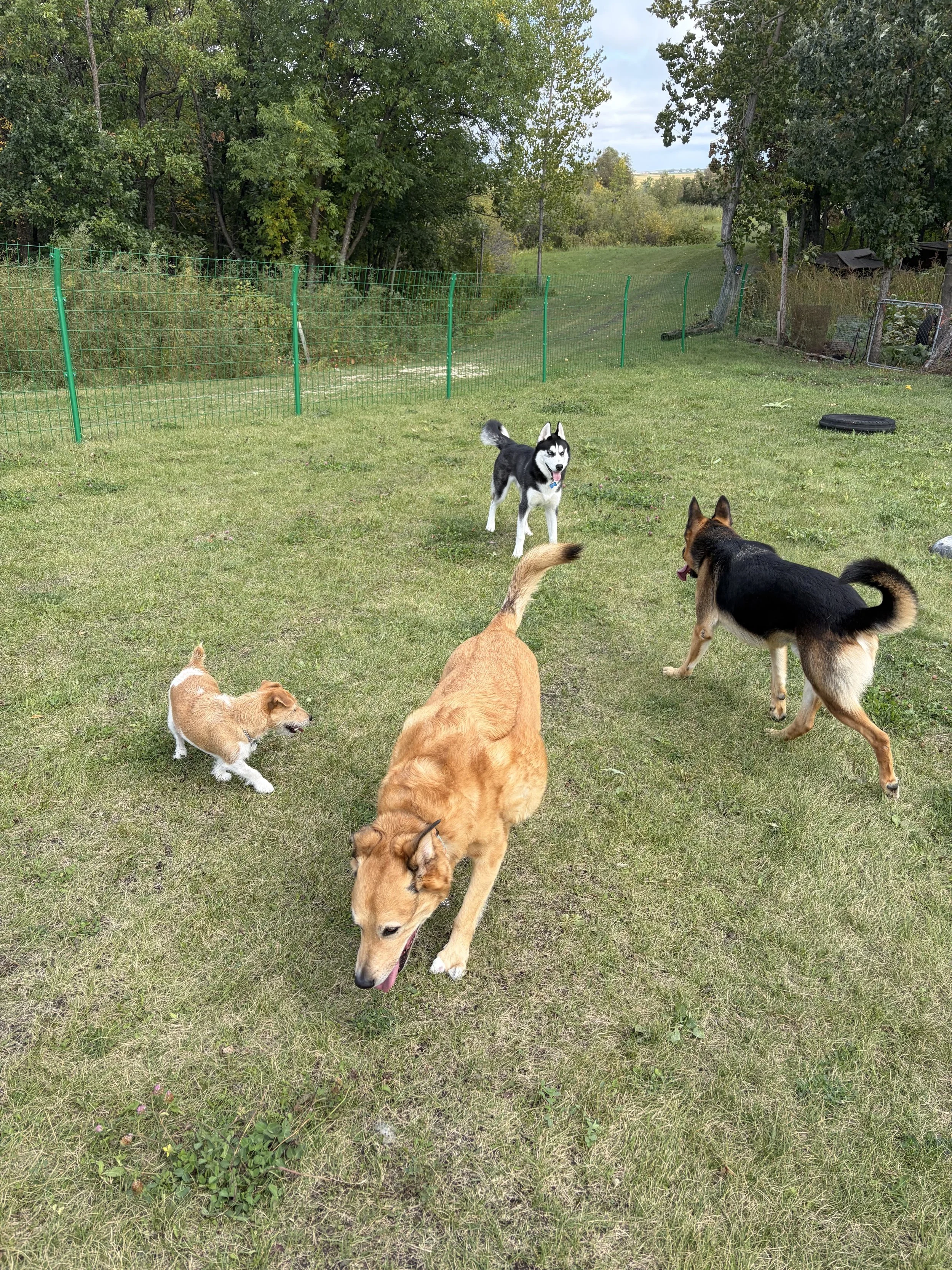 Dogs enjoying outdoor play in fully fenced yard at Country Paws Co. dog boarding near Winnipeg South