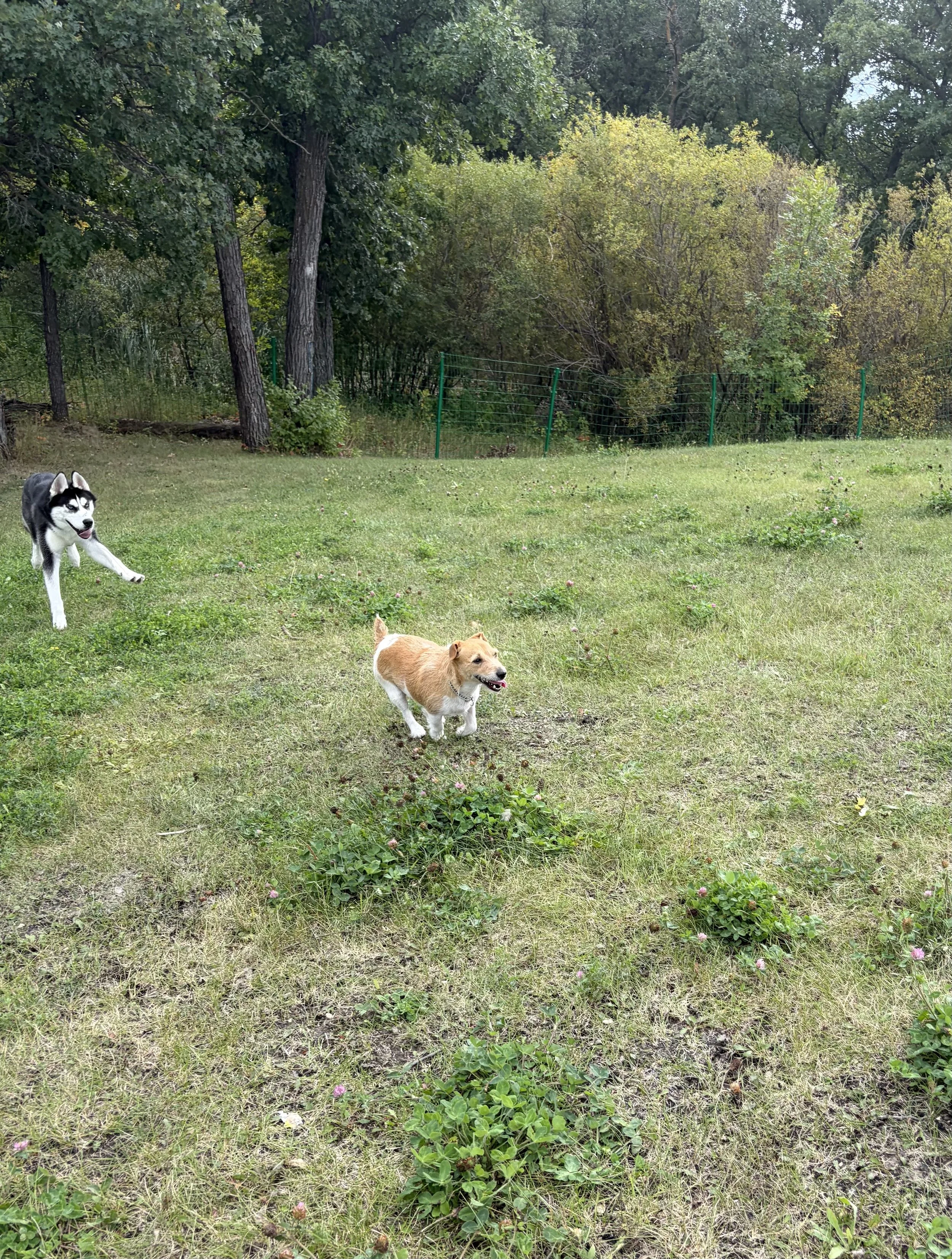 Dogs running and playing in a spacoous fully fenced outdoor area at Country Paws Co. in south Winnipeg