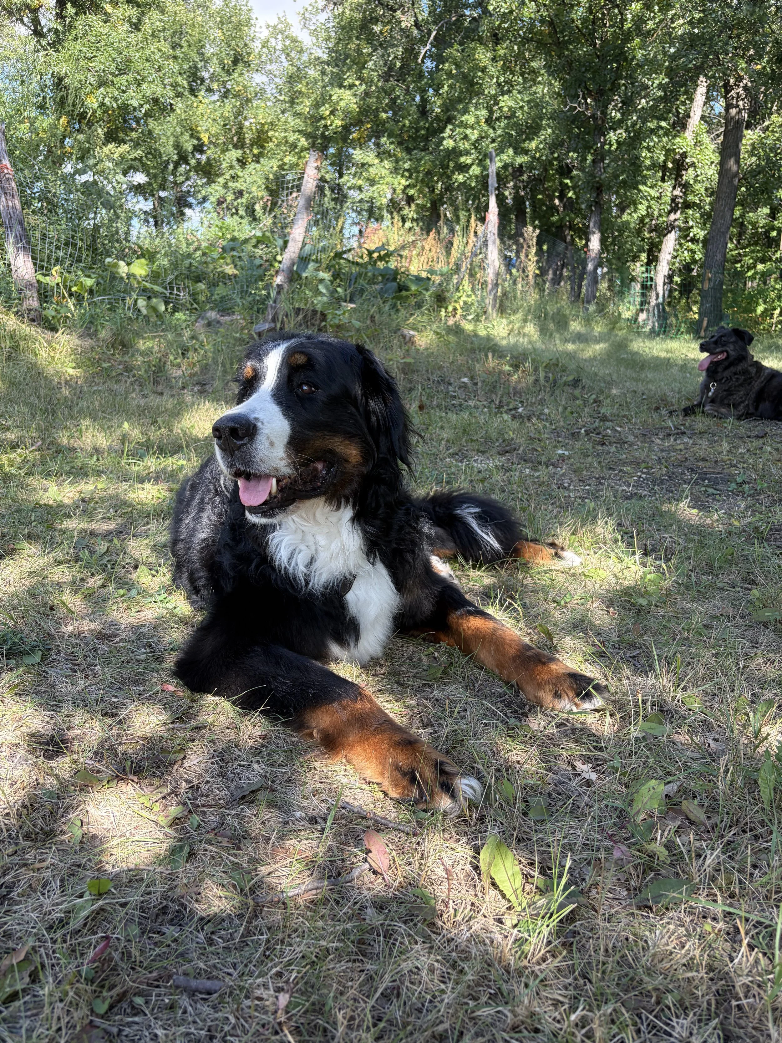 Dogs enjoying outdoor time on the spacious fully fenced property at Country Paws Co. in South Winnipeg