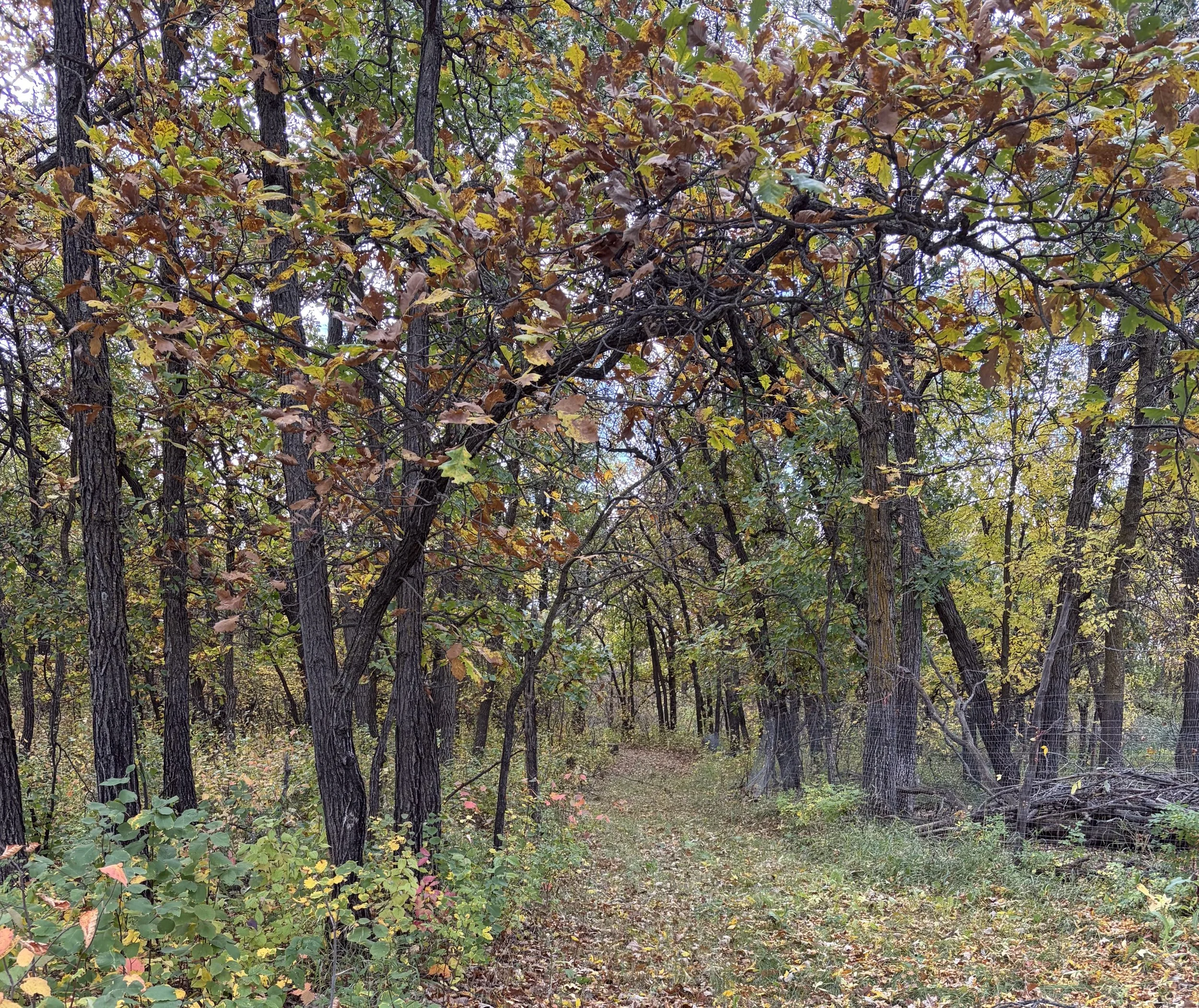 Wooded fully fenced dog play area at Country Paws Co. in south Winnipeg